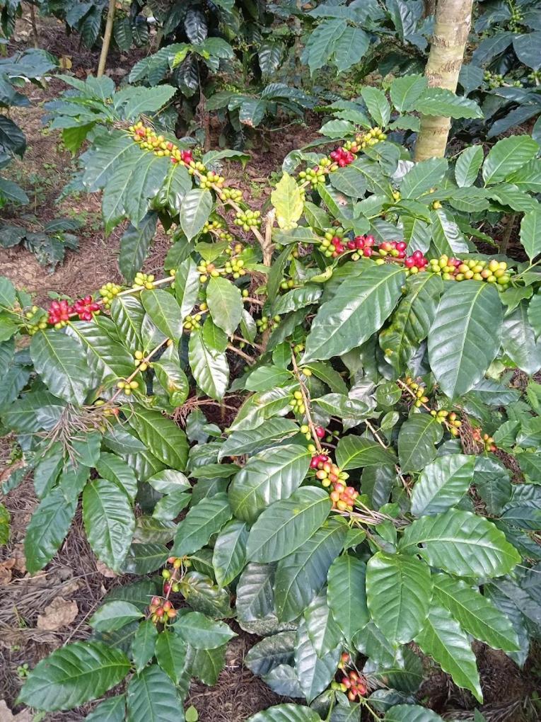 Coffee Blossom Homestay view 4