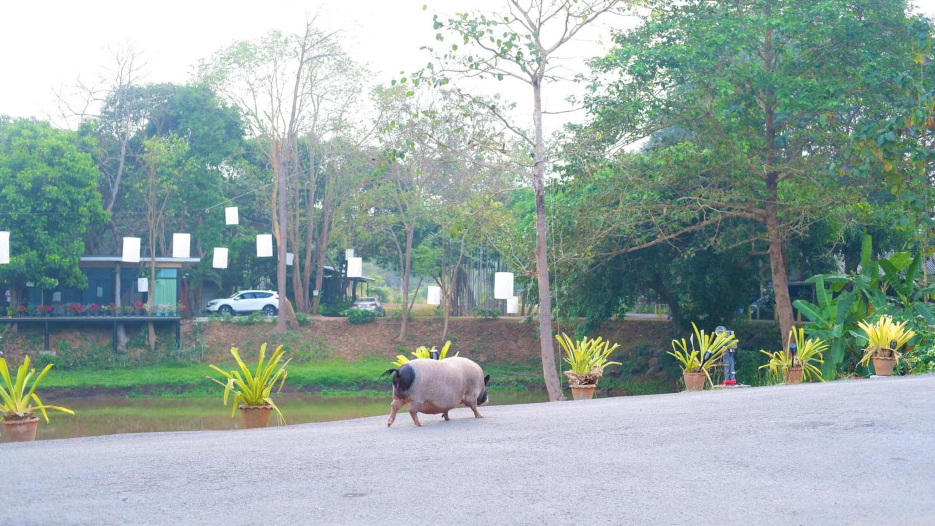 Naturalpark Resort De Wangthong