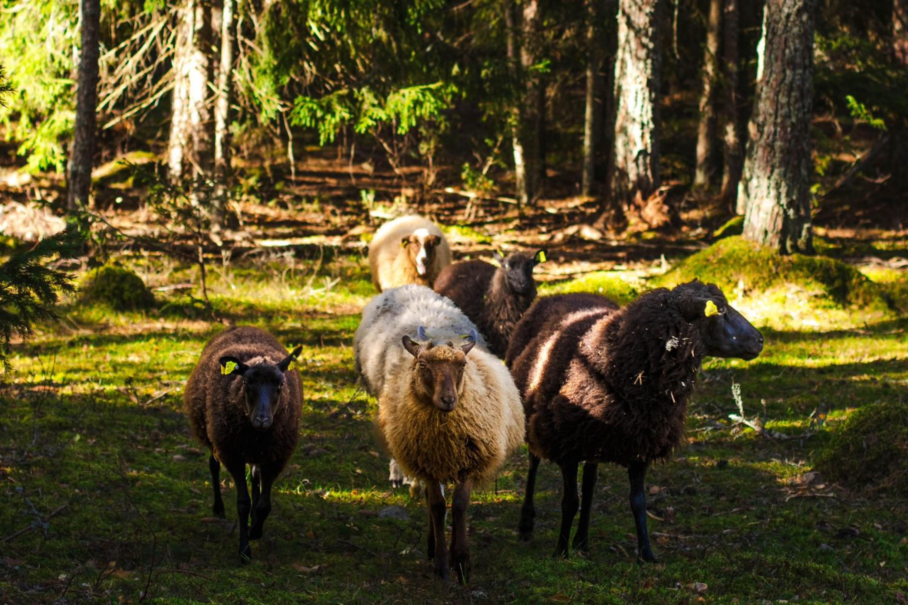Västeräng Glamping