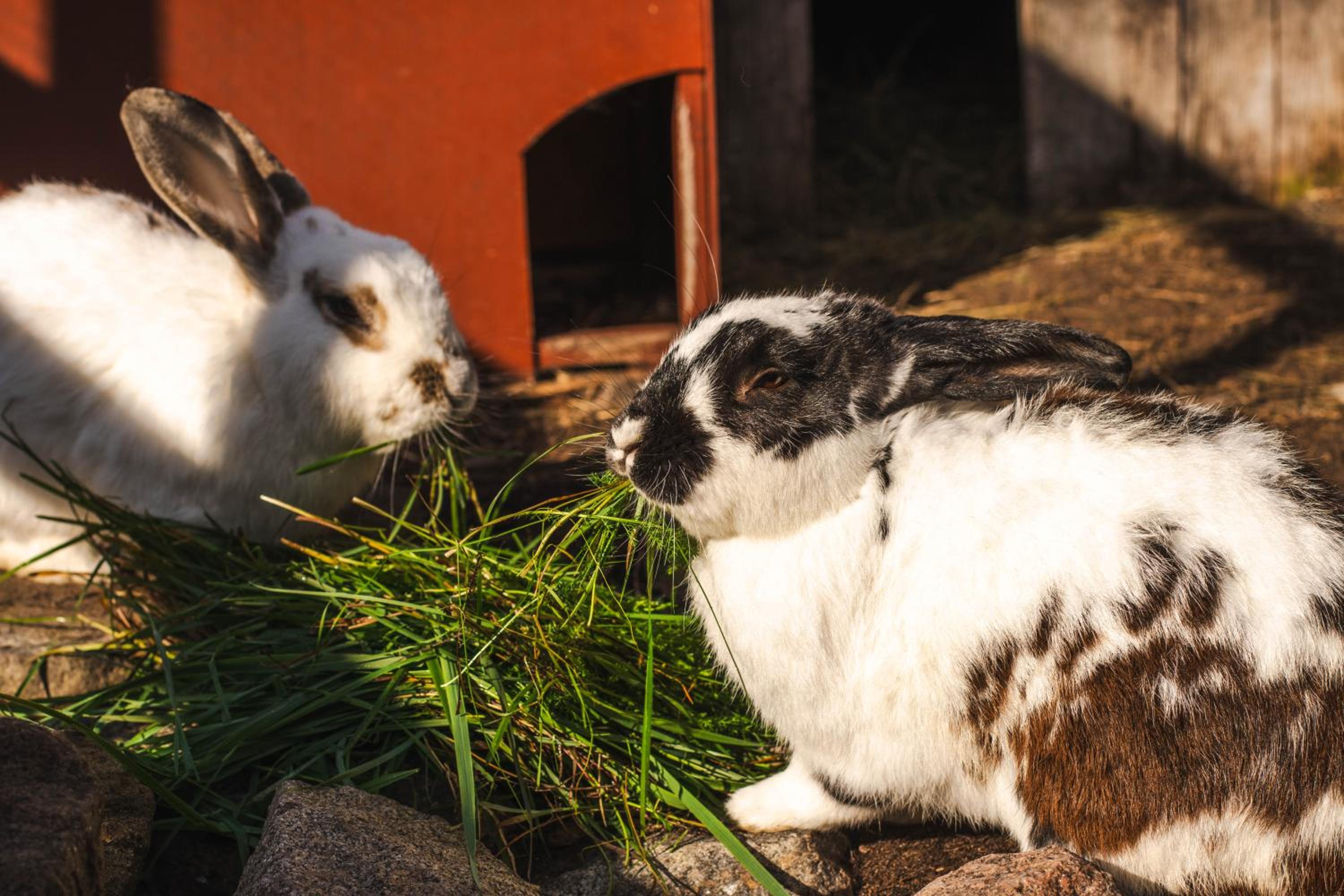 Västeräng Glamping