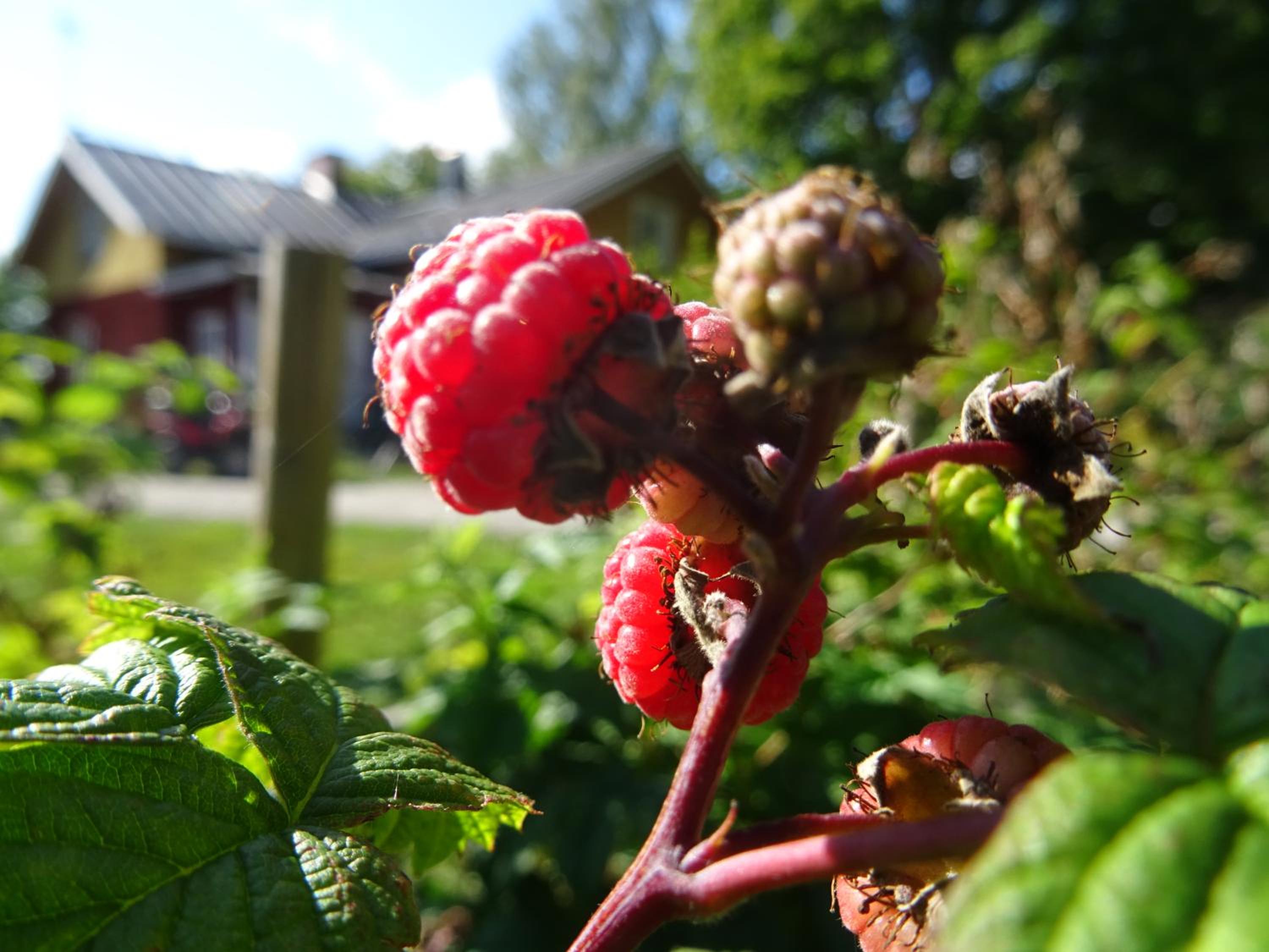 Västeräng Glamping