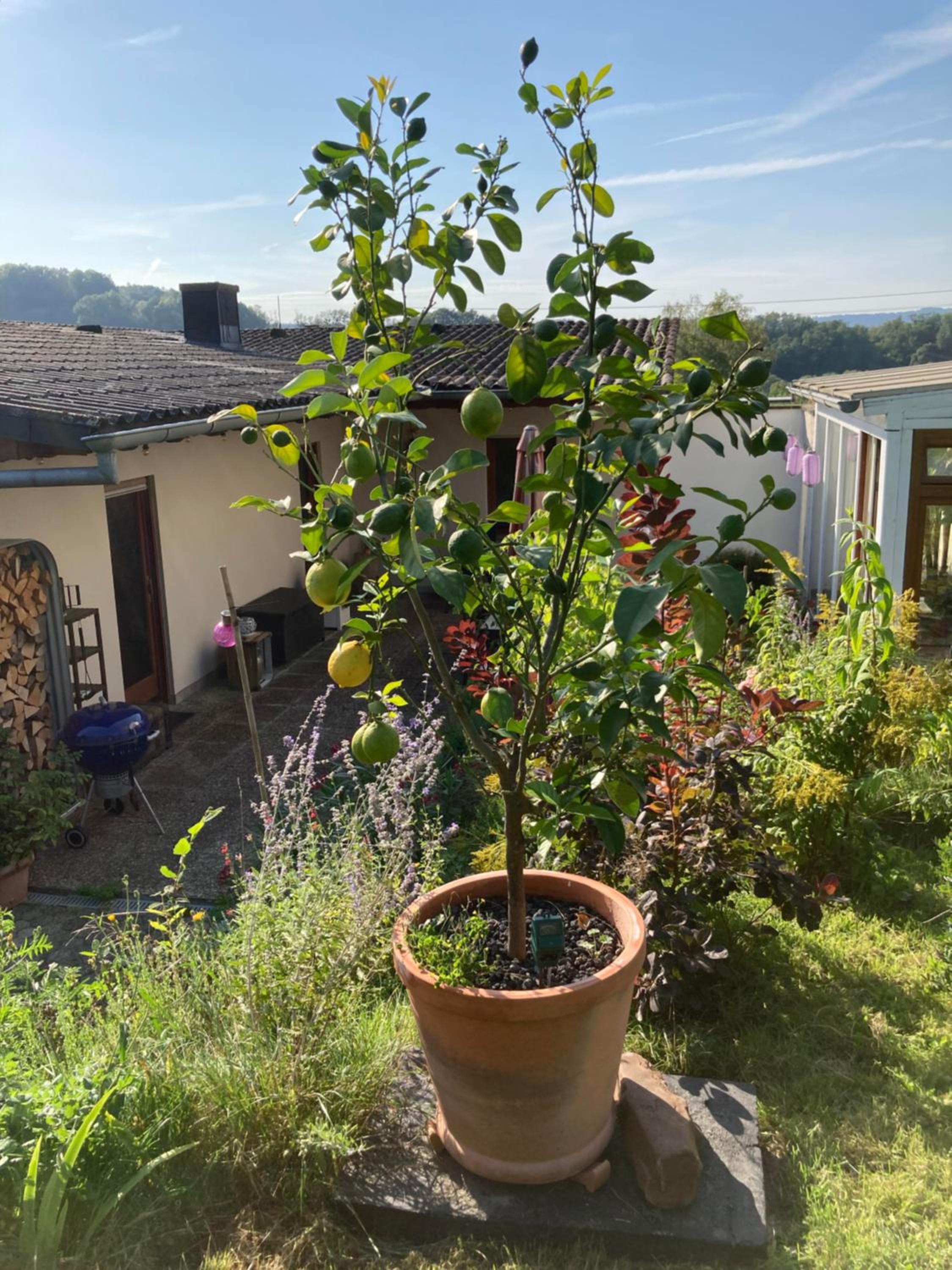 Haus Rosenberg