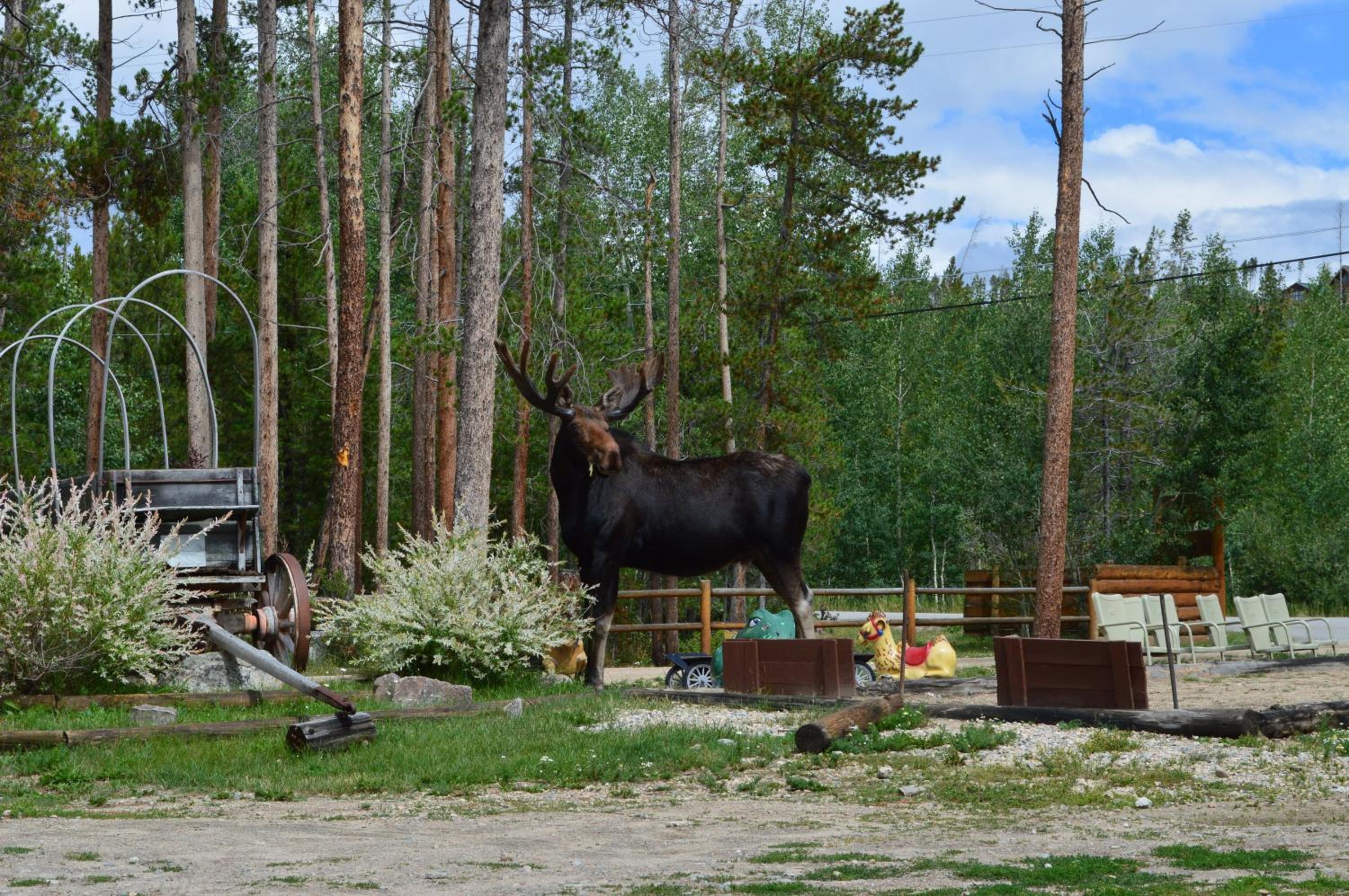 Daven Haven Lodge Cabins - Property Image 33