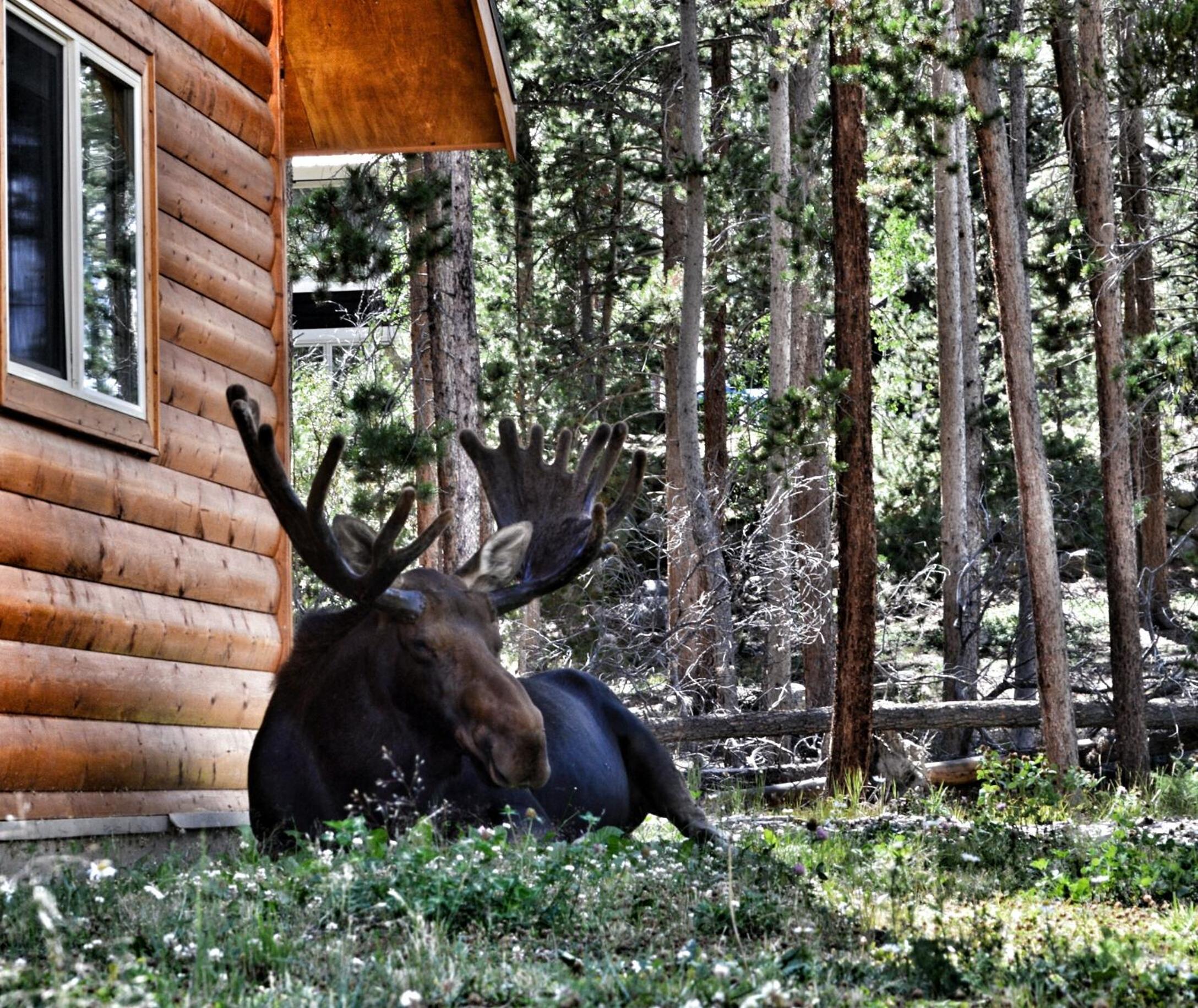 Daven Haven Lodge  Cabins - Property Image 10