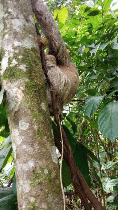 Pocho's Place Rio Celeste