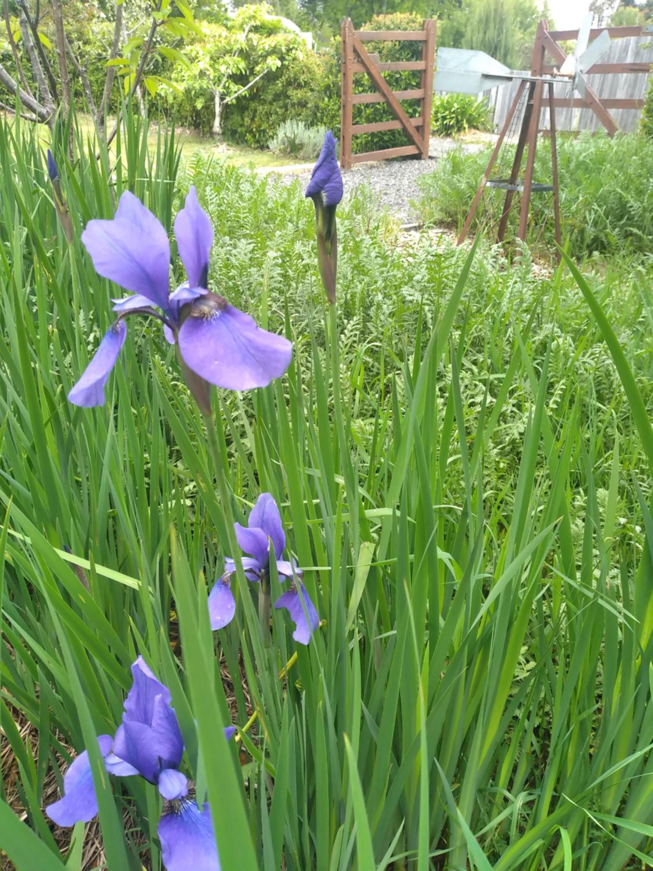 Akyra