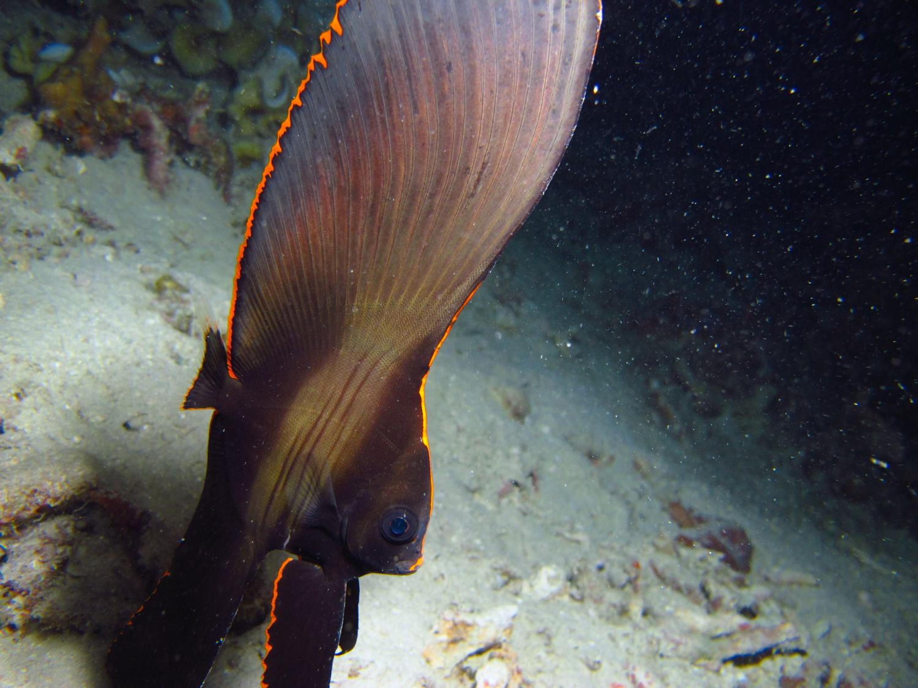 Chindonan Dive and Beach Resort