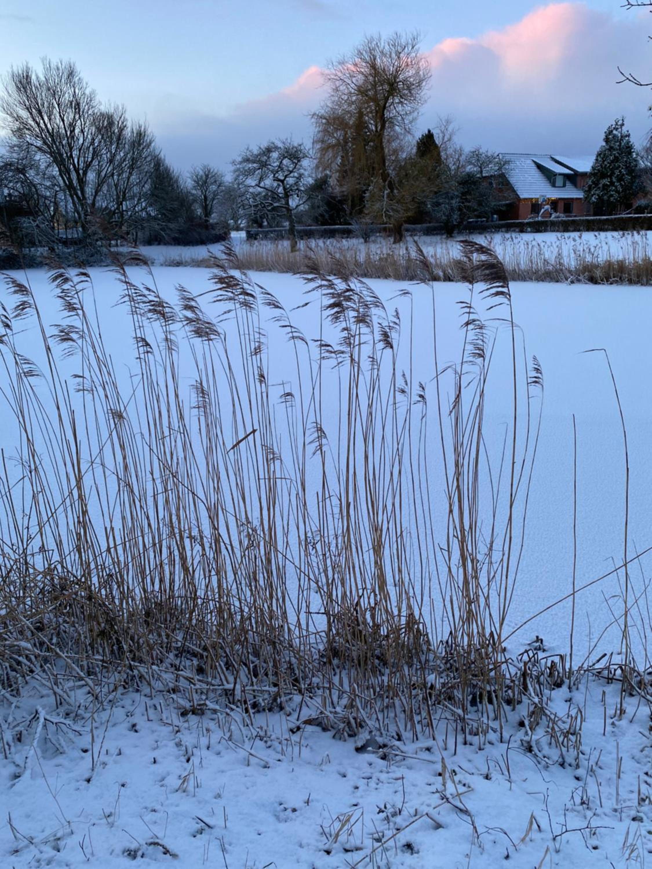 Rønhave