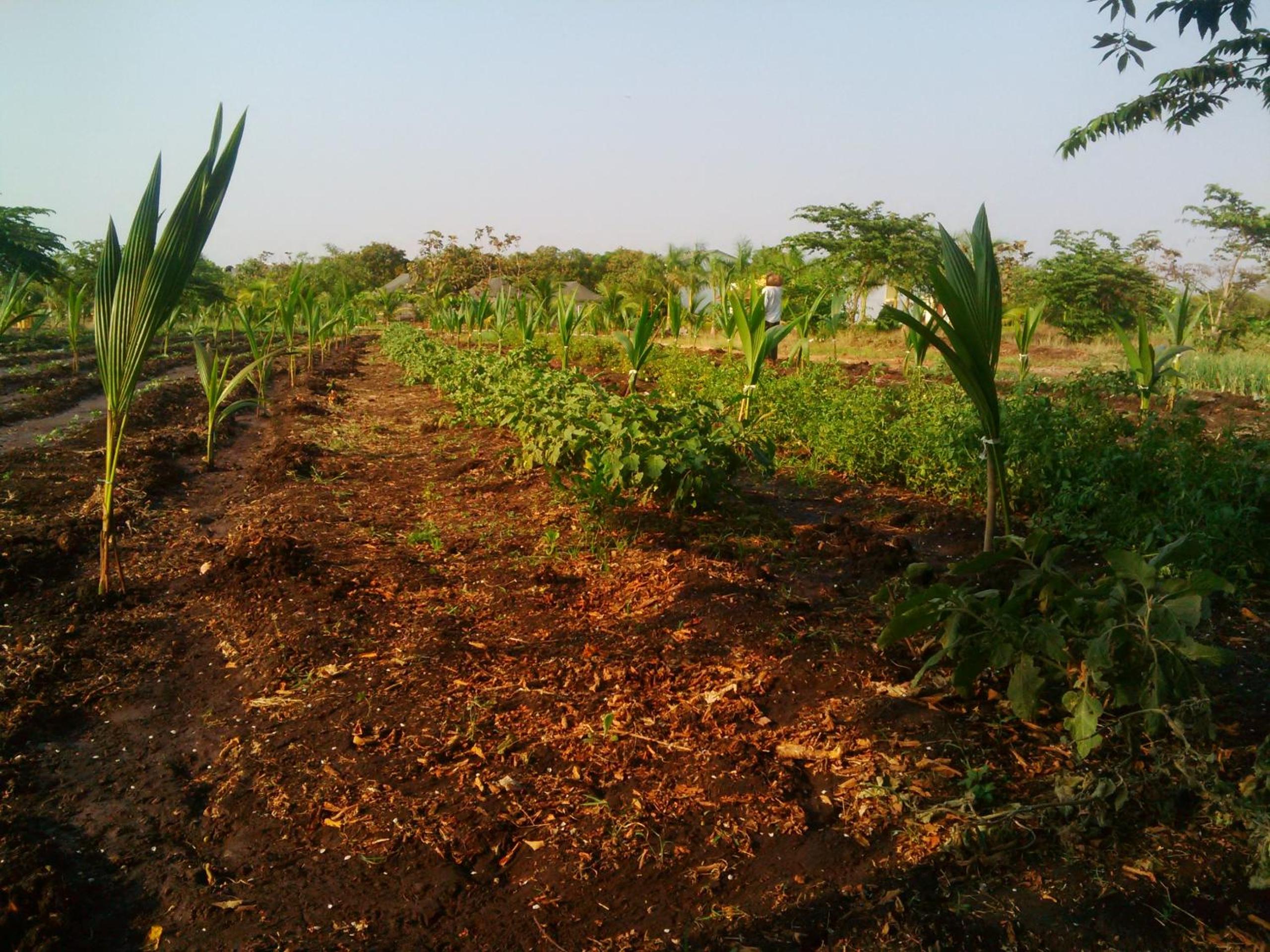 Gir Jungle Lodge