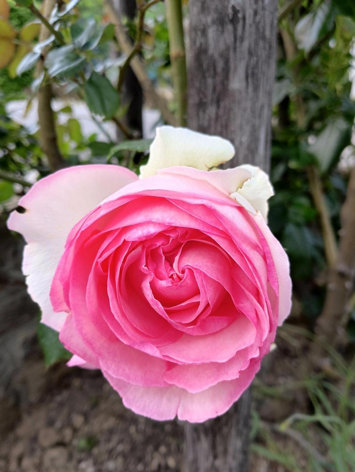 Photo 48