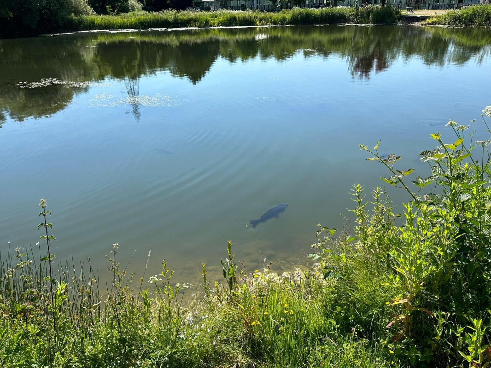 Photo 44
