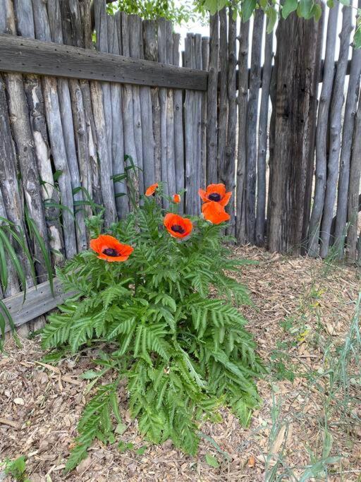 Photo 46