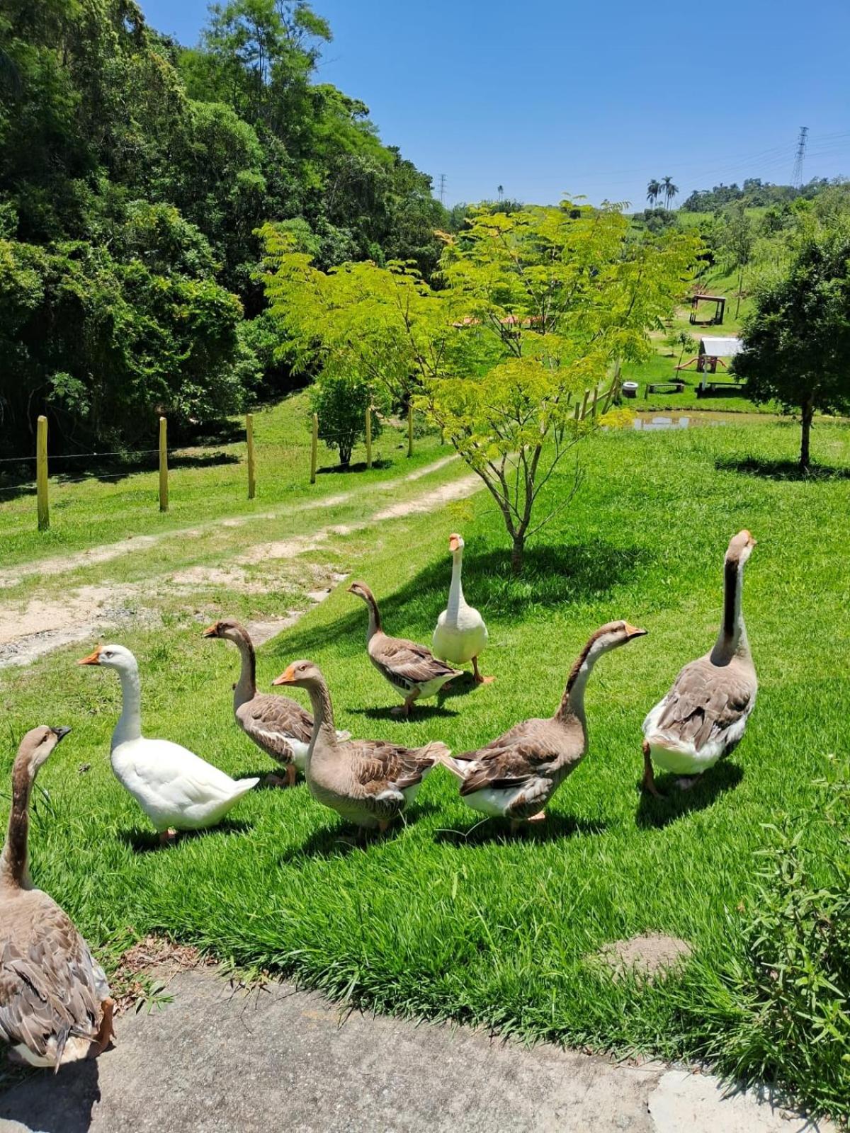 POUSADA PE NA TERRA EM GUARAREMA