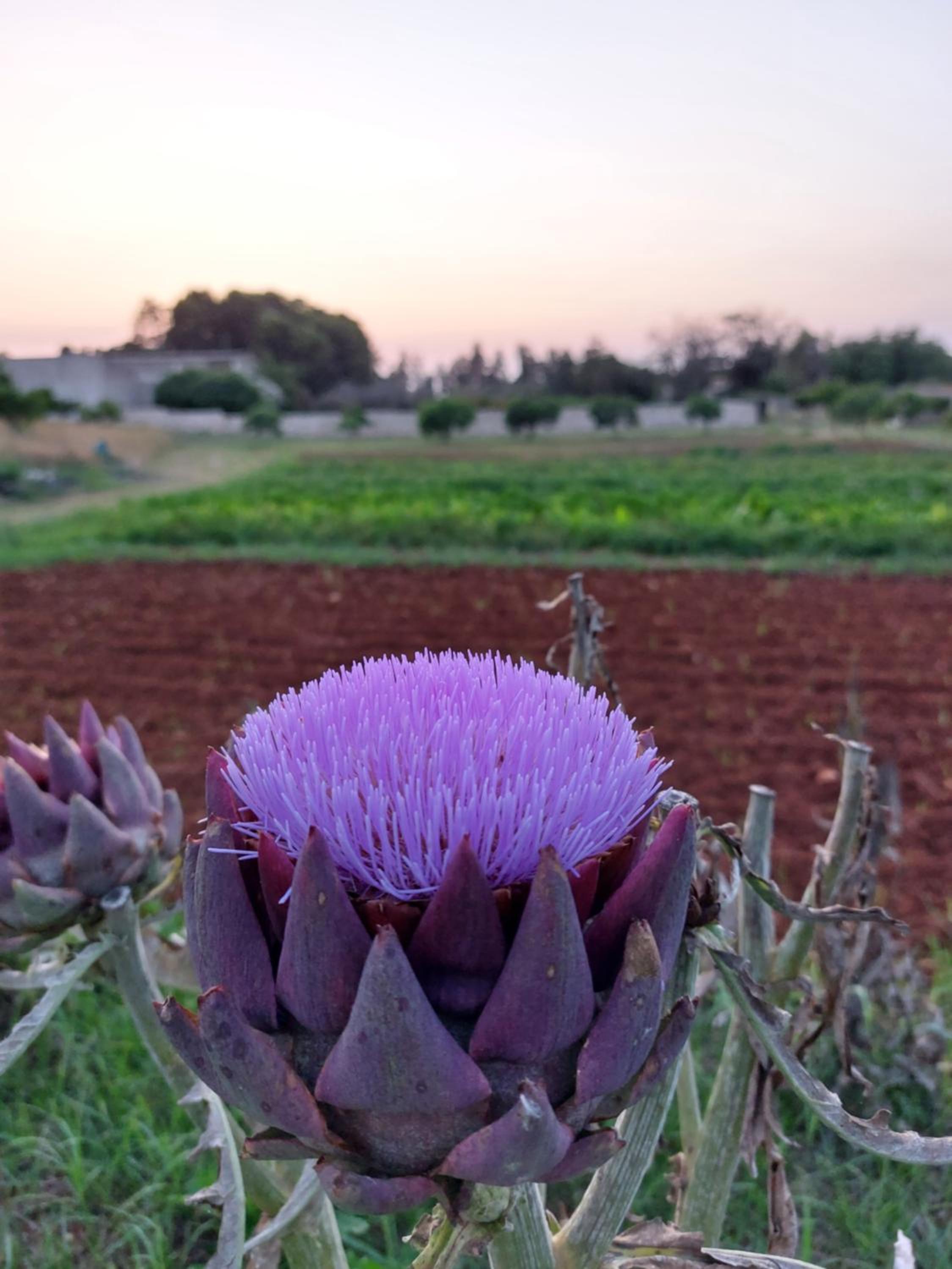 Masseria San Cosimo Agriresort