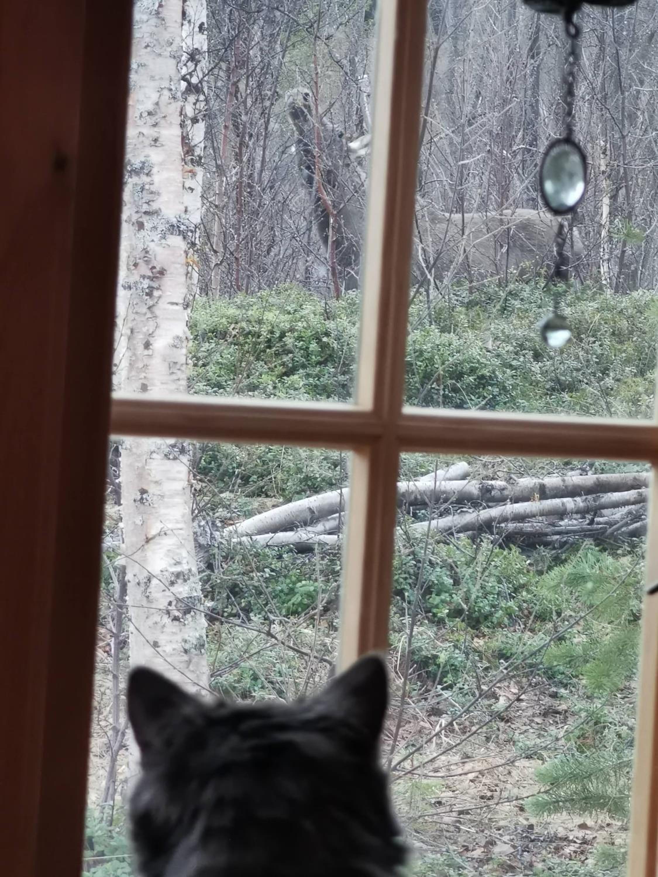 Tommy and Ailins cabin view 2