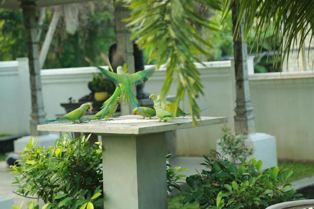 Vimansa International Meditation and Retreat Centre