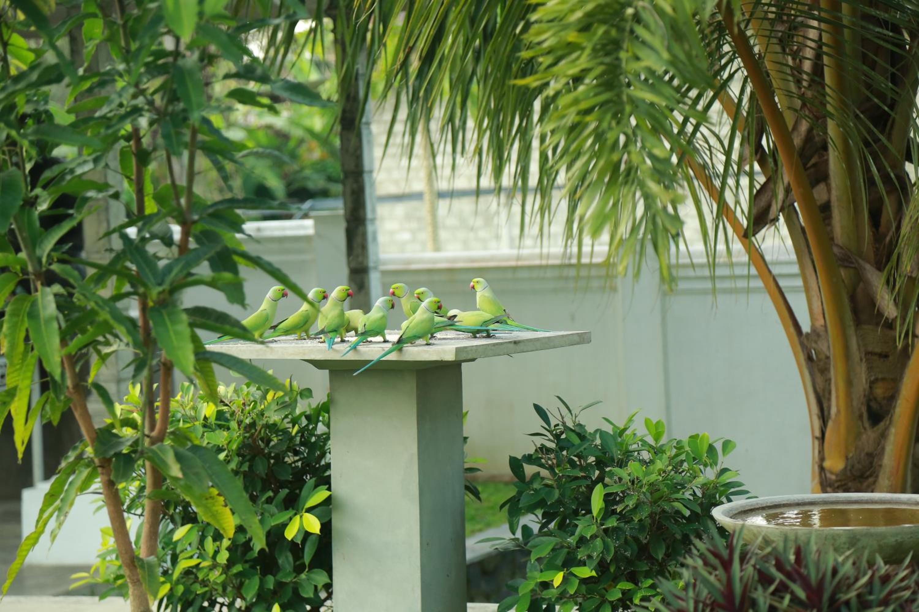 Vimansa International Meditation and Retreat Centre