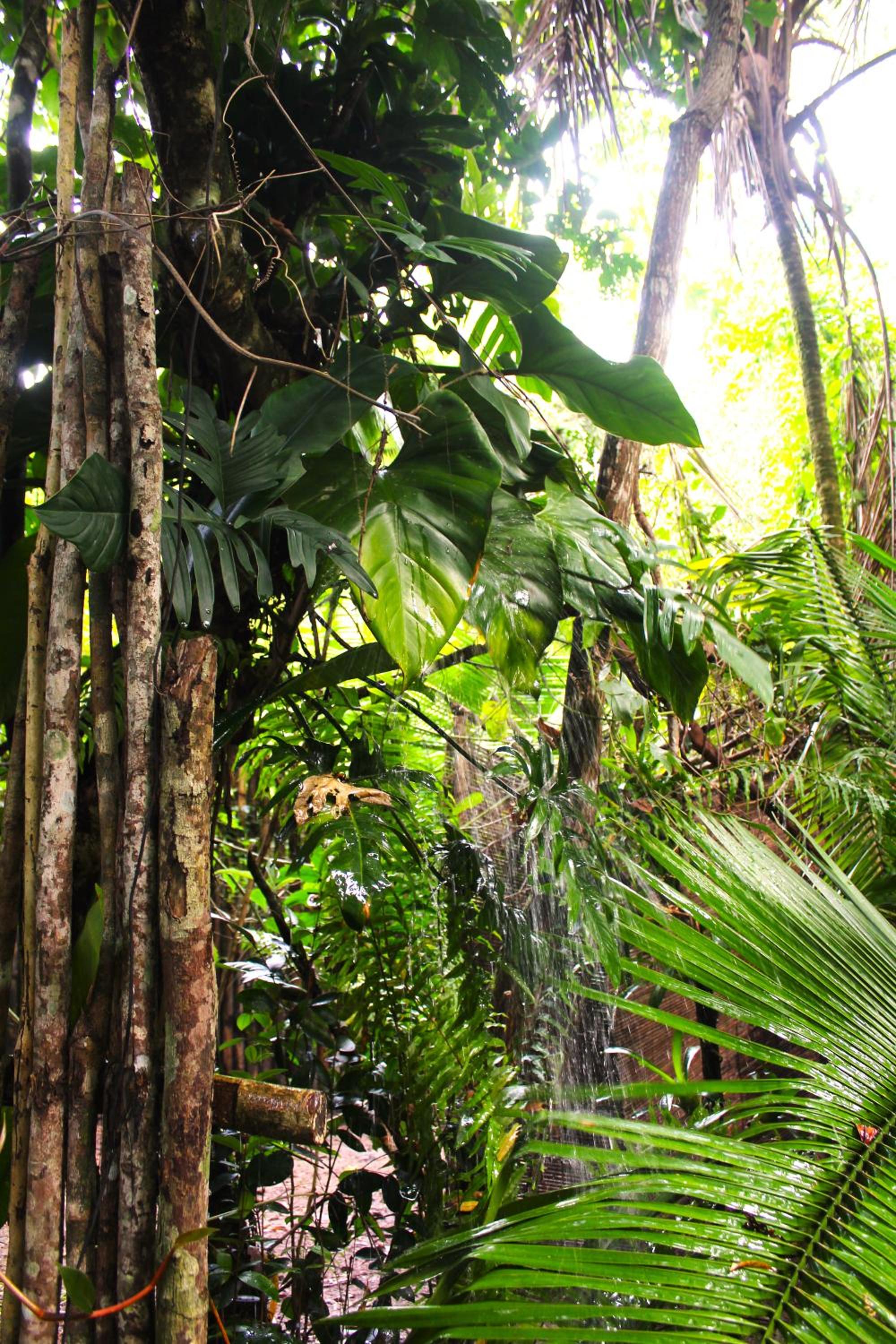 REFUGIO DO SAGRADO MORERE Tropical Lodge - A Casa do Vigía
