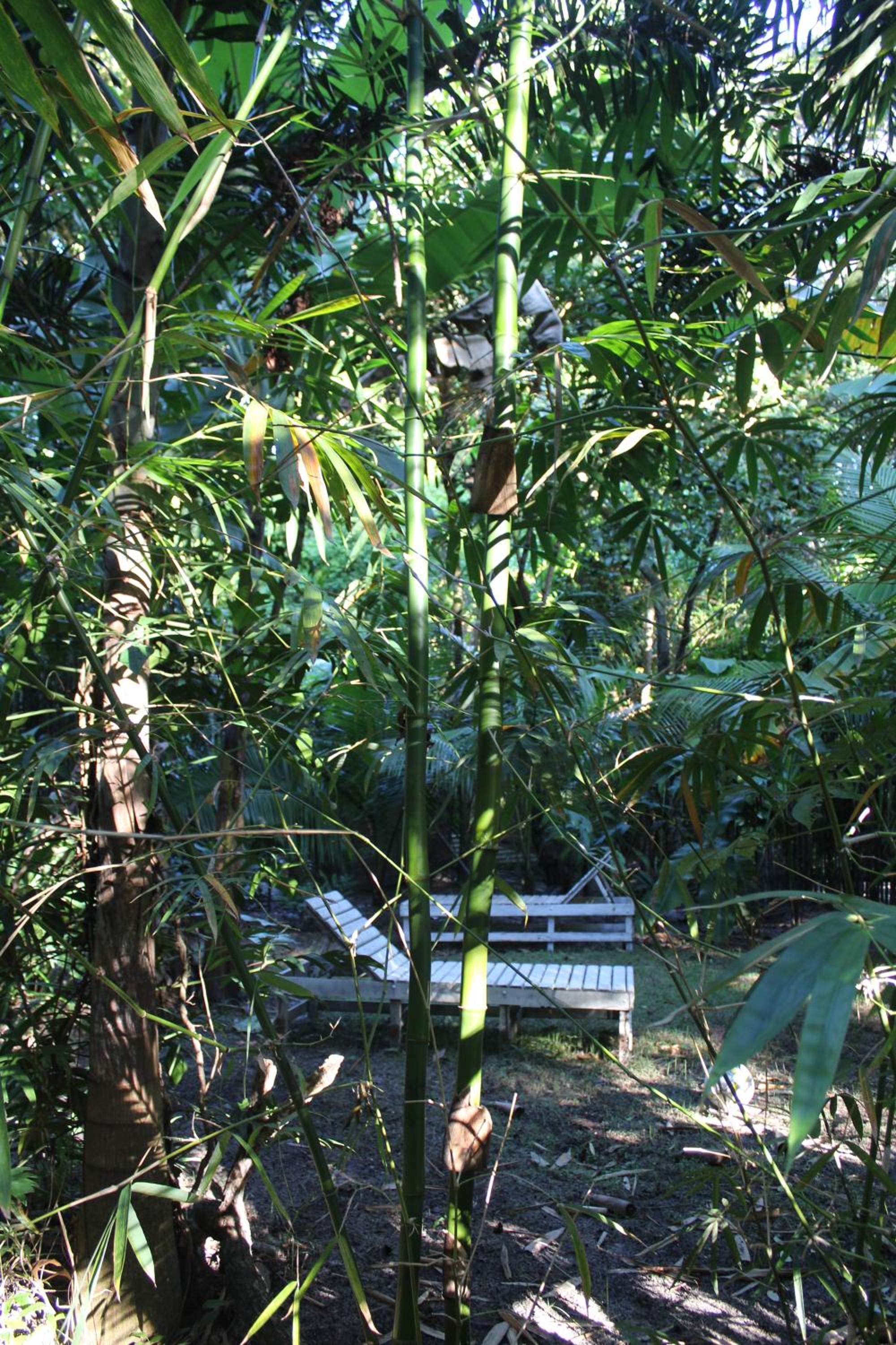 REFUGIO DO SAGRADO MORERE Tropical Lodge - A Casa do Vigía