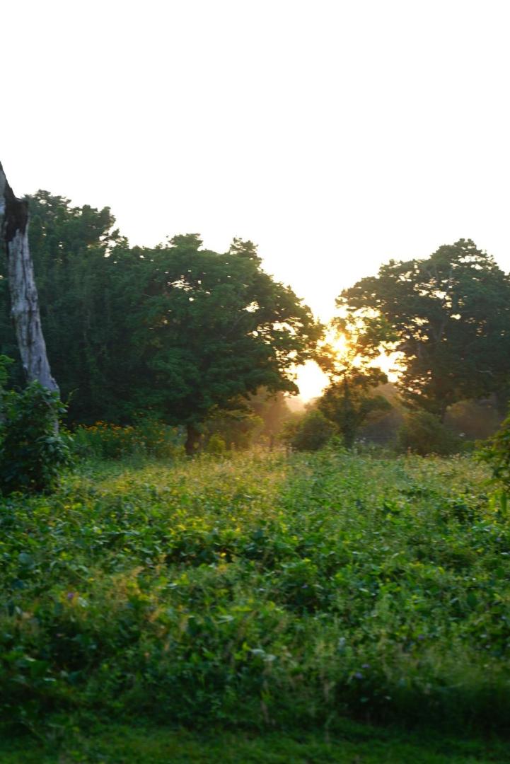 Yala Wild House view 3