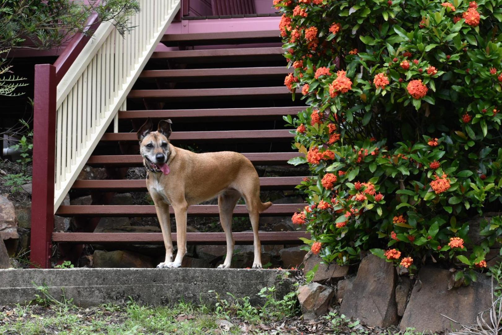 Bilyana Cottages