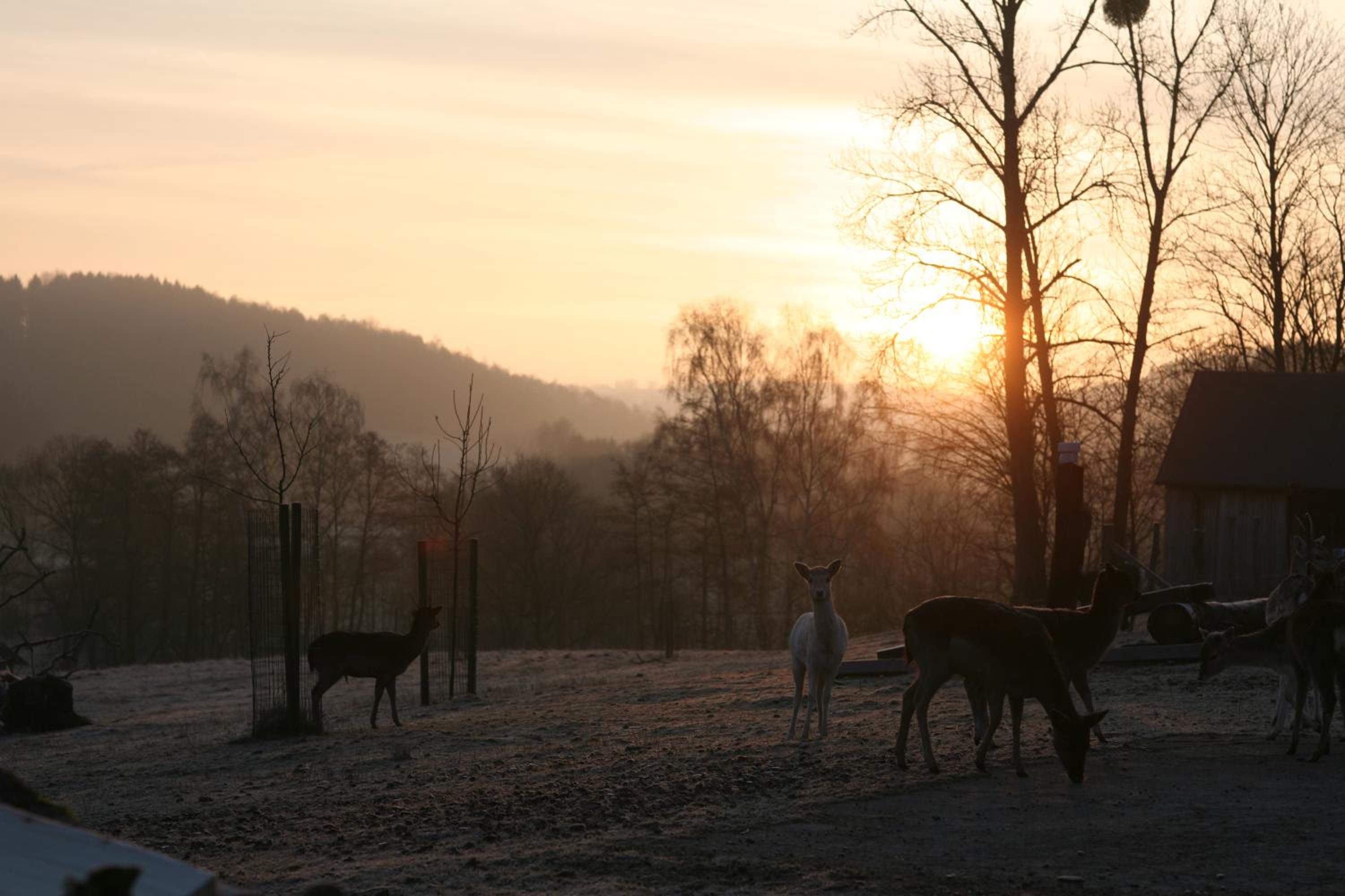Außergewöhnliche Ferienwohnungen im Cottage im Harz - Earl's Lane - Schottland im Harz