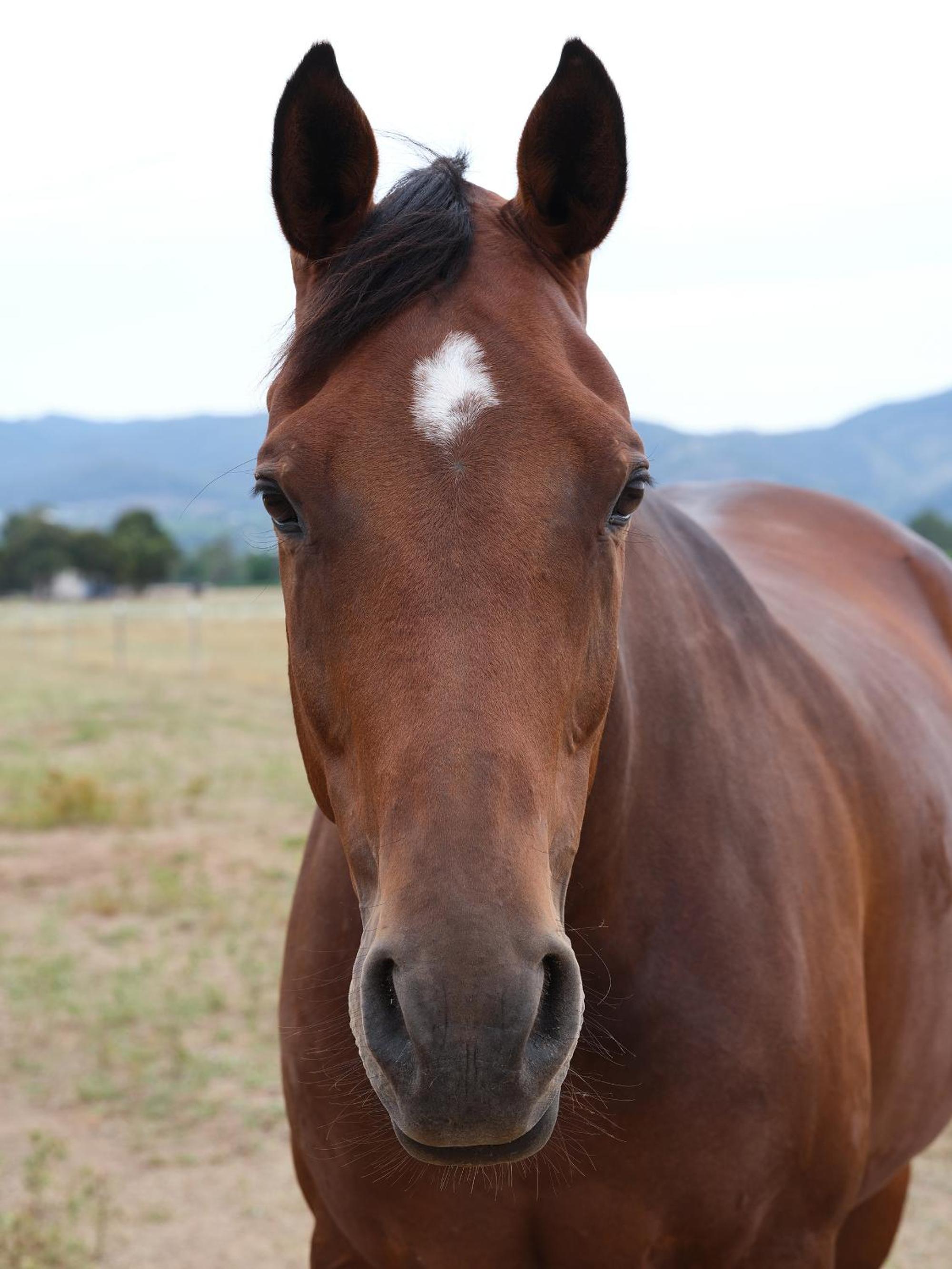 Shawwood Cottage