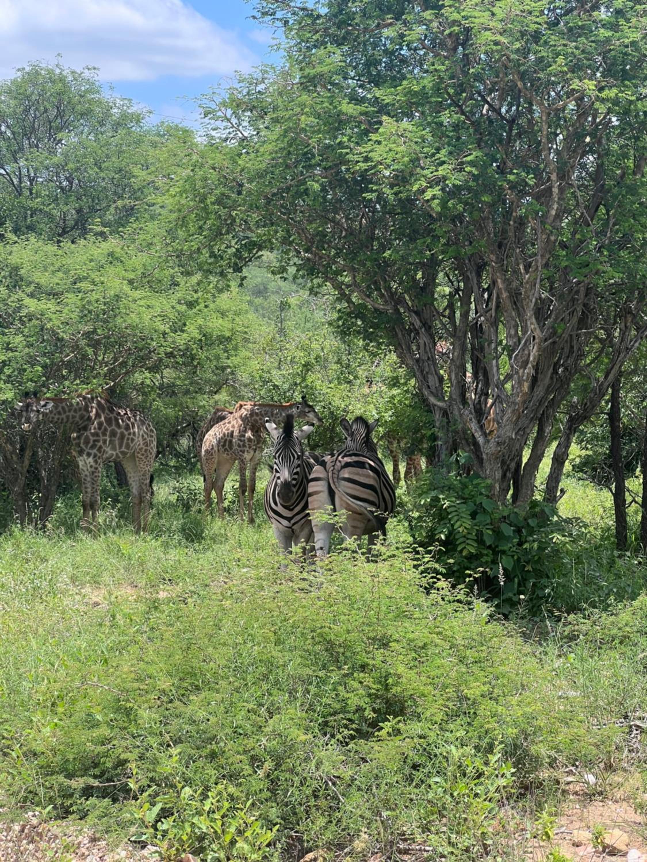 JakkalsDraai River Bush Lodge