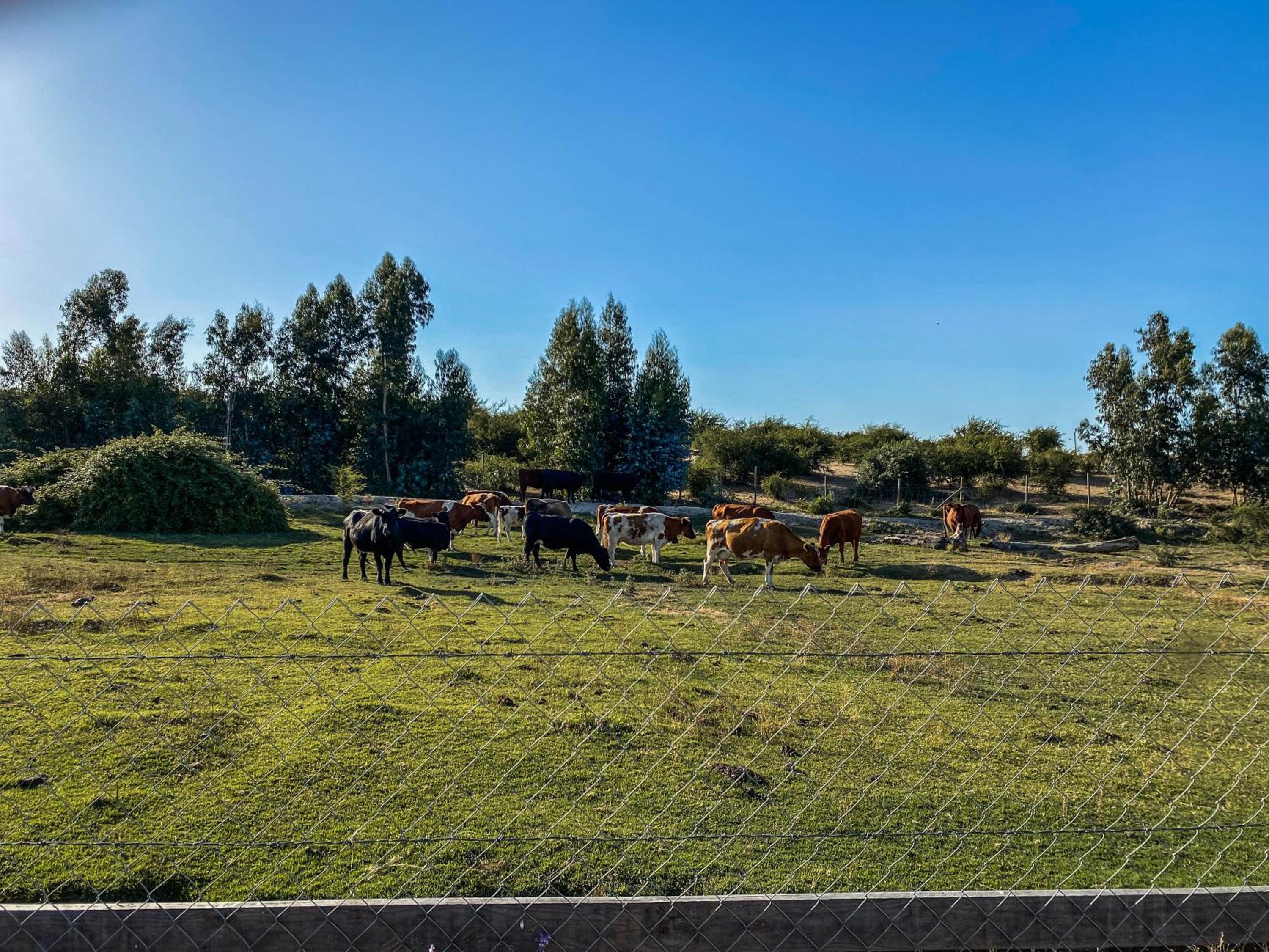 Domo ruta del vino Colchagua