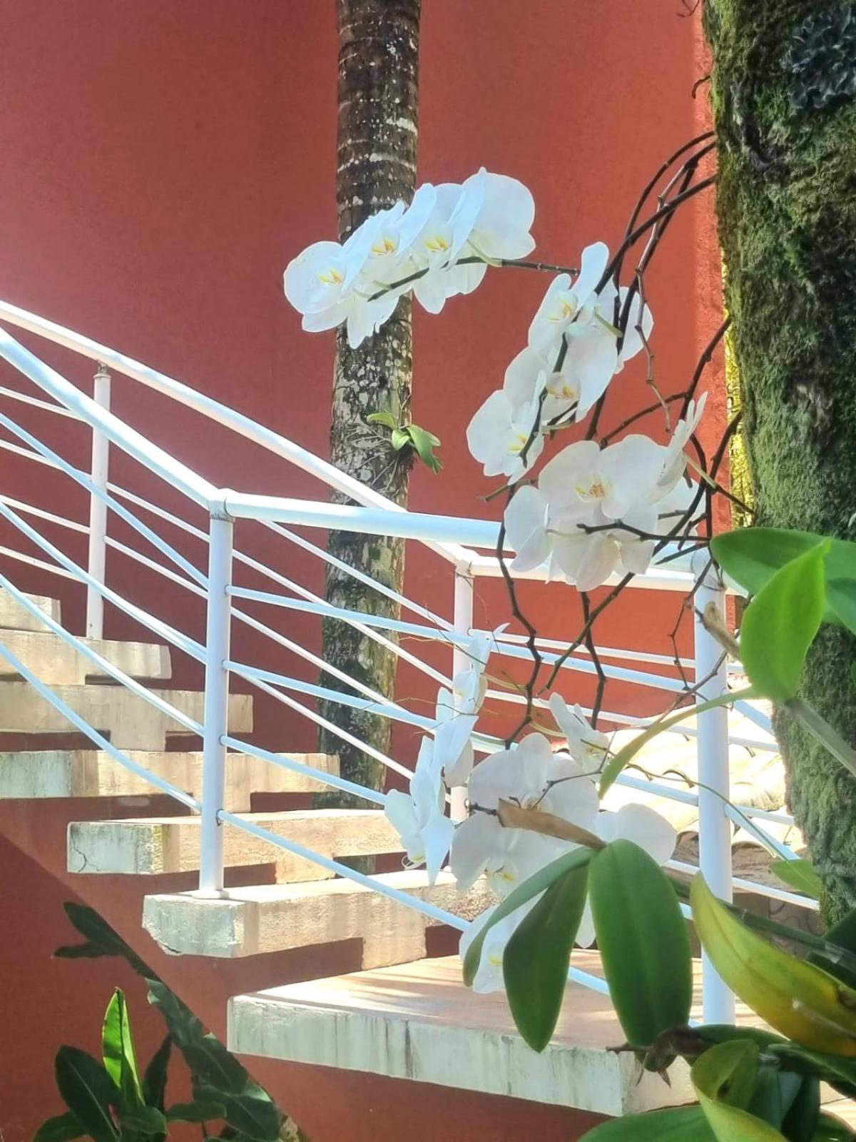 Vila Jabutis