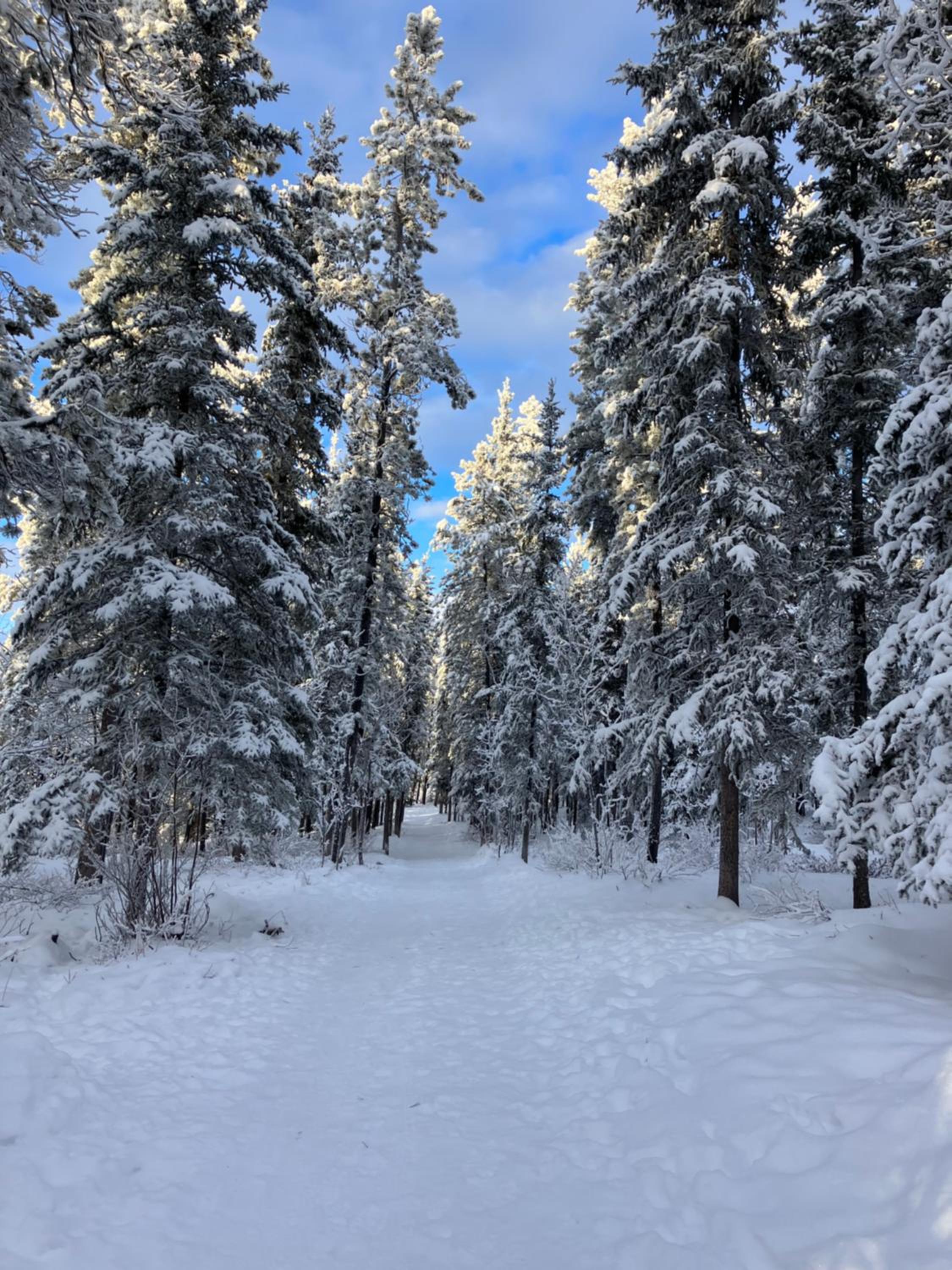 Whitehorse Wonder