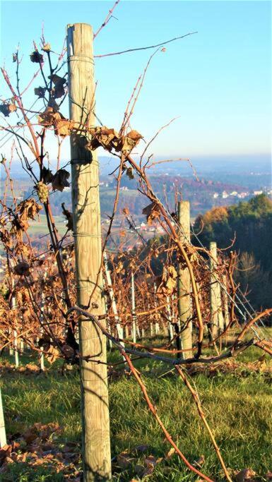 Genuss Appartement am Familien Weingut