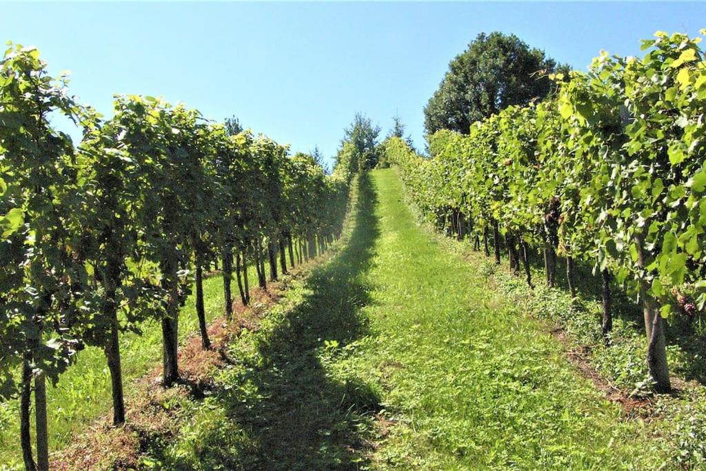 Genuss Appartement am Familien Weingut