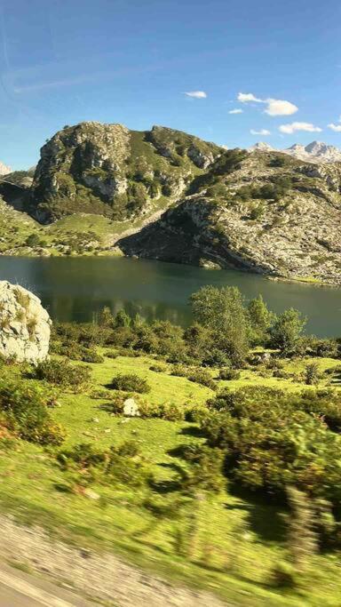 Salmosalar