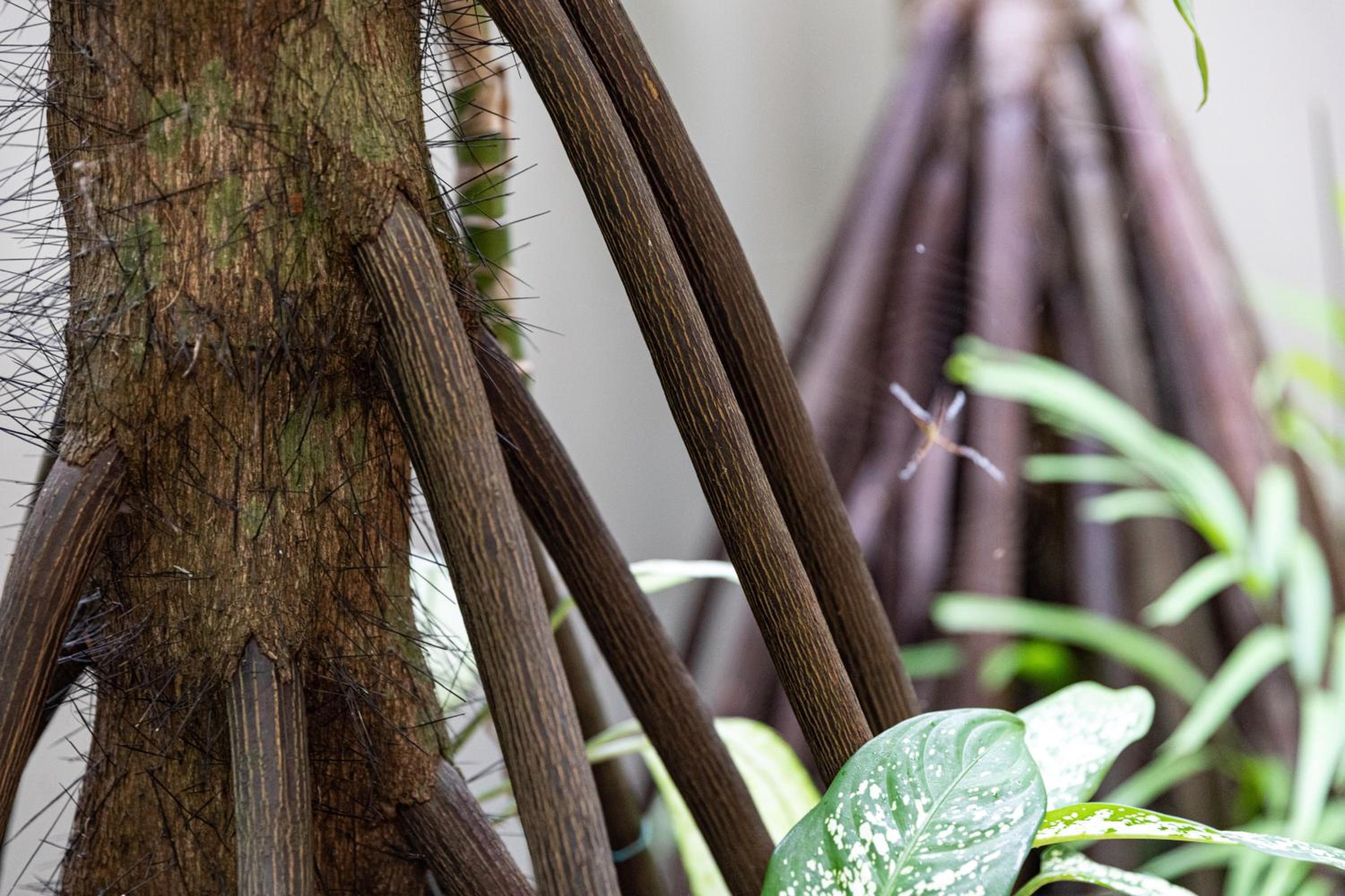 Amalfi - Port Douglas, luxury in the centre of town