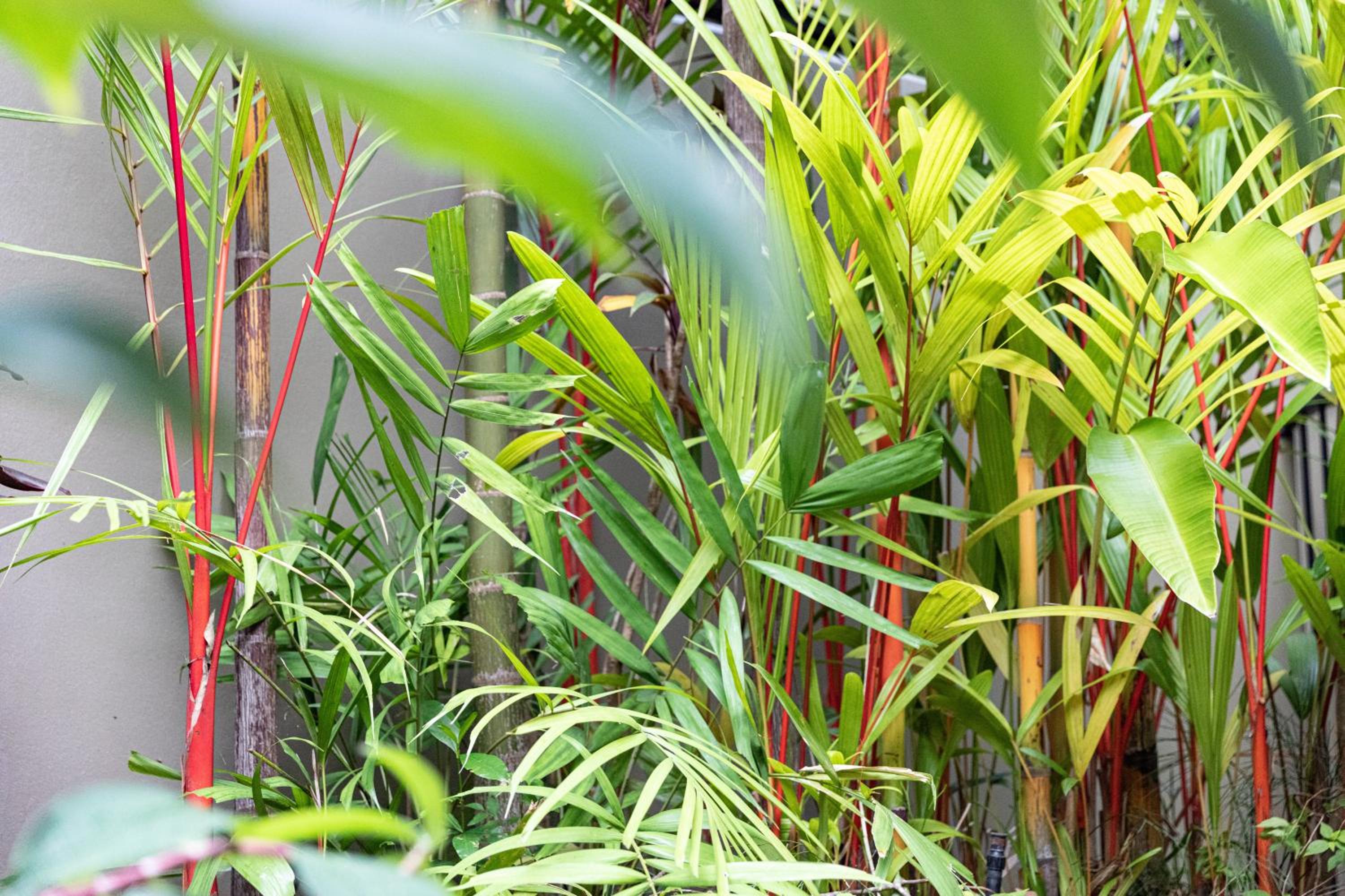 Amalfi - Port Douglas, luxury in the centre of town