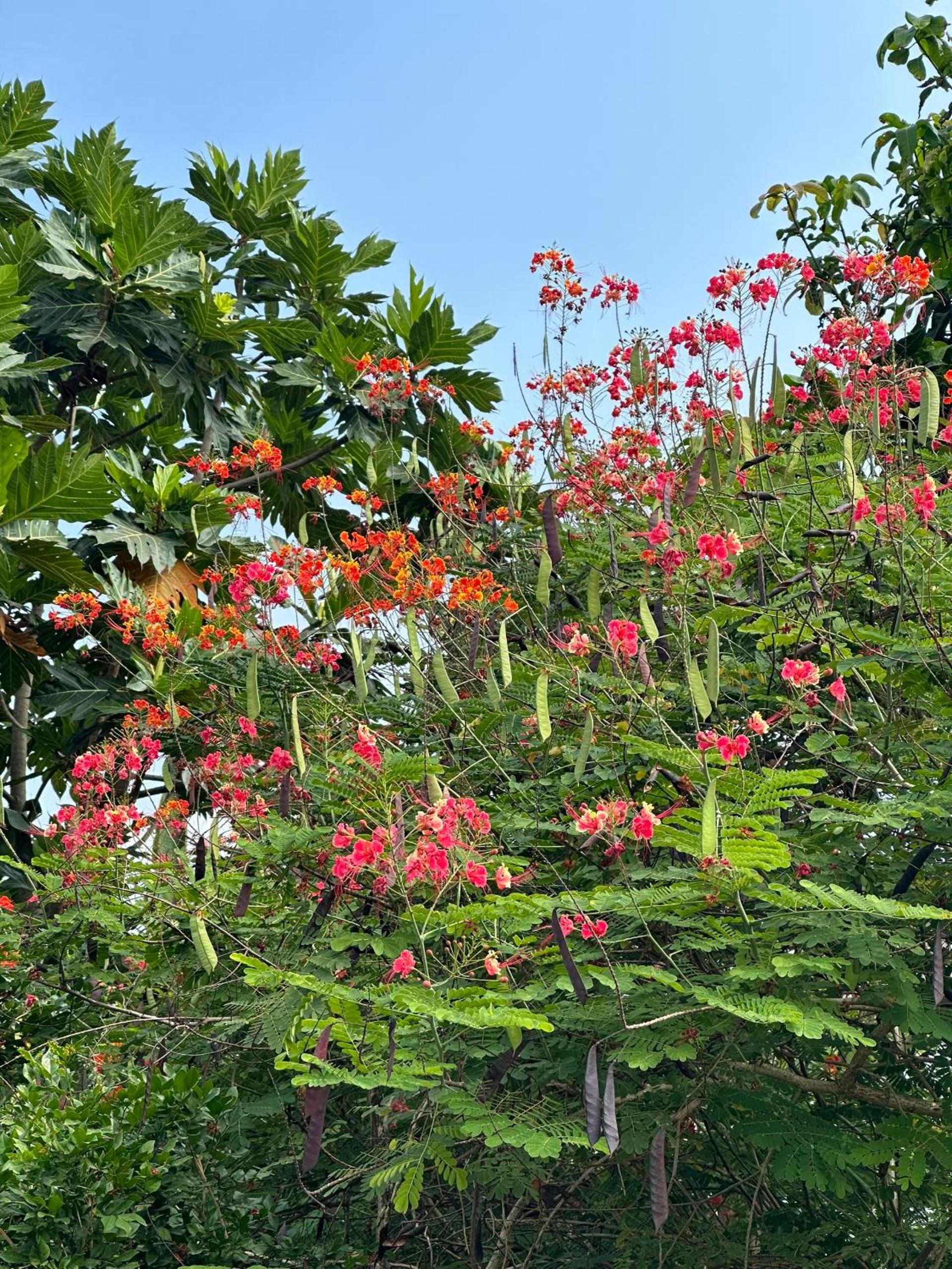 Photo 44