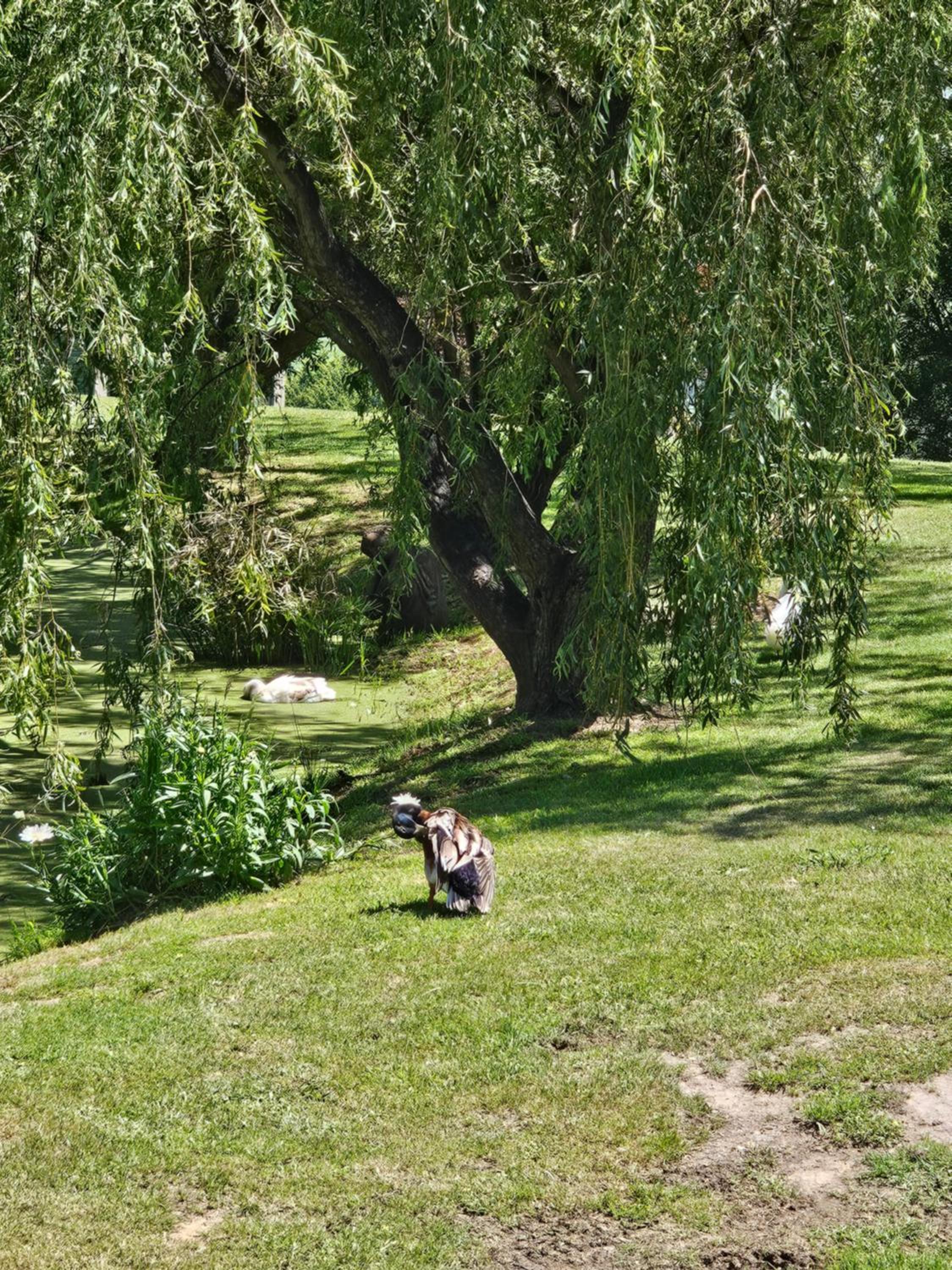 Maple Ridge Cottages