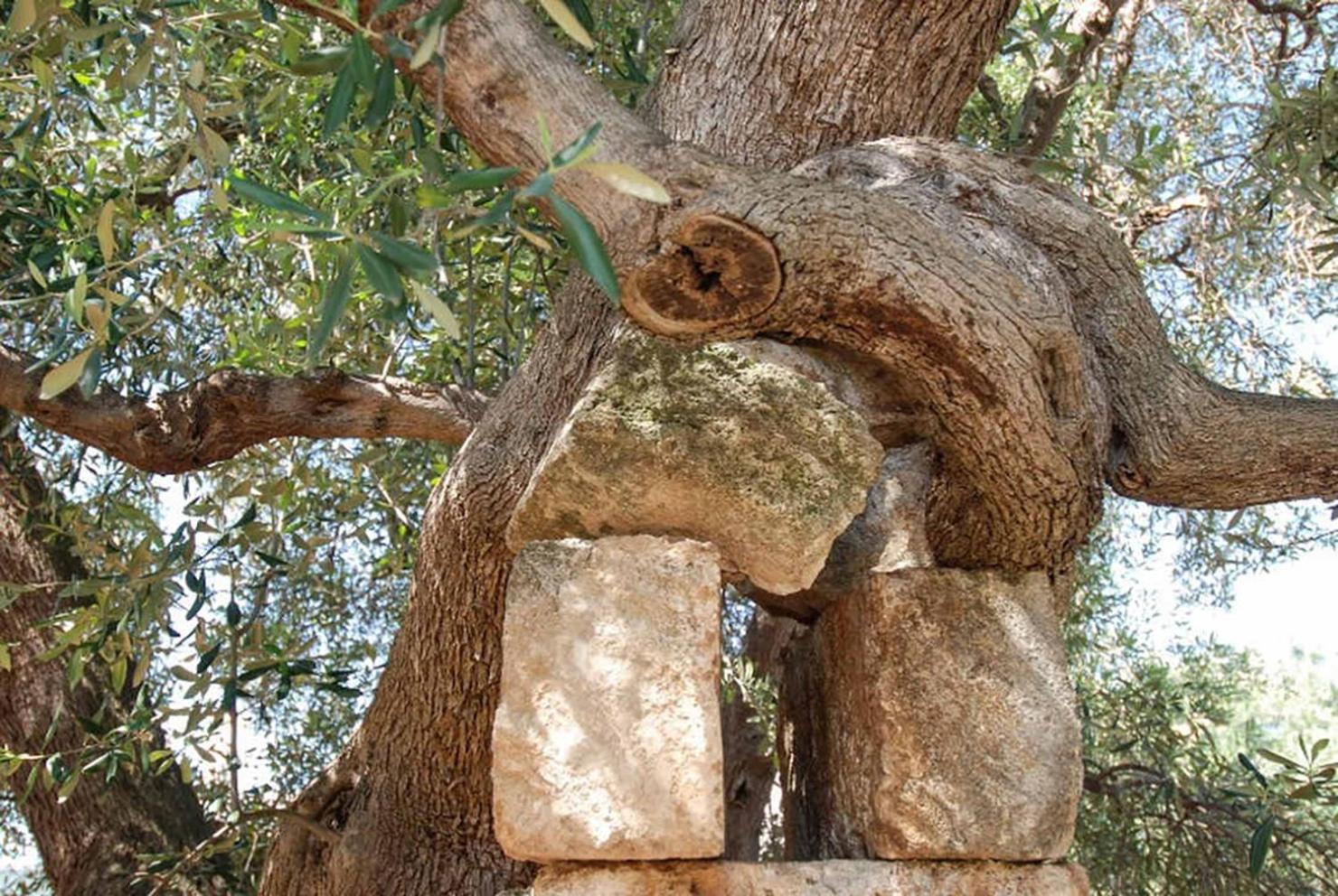 Masseria Terramare