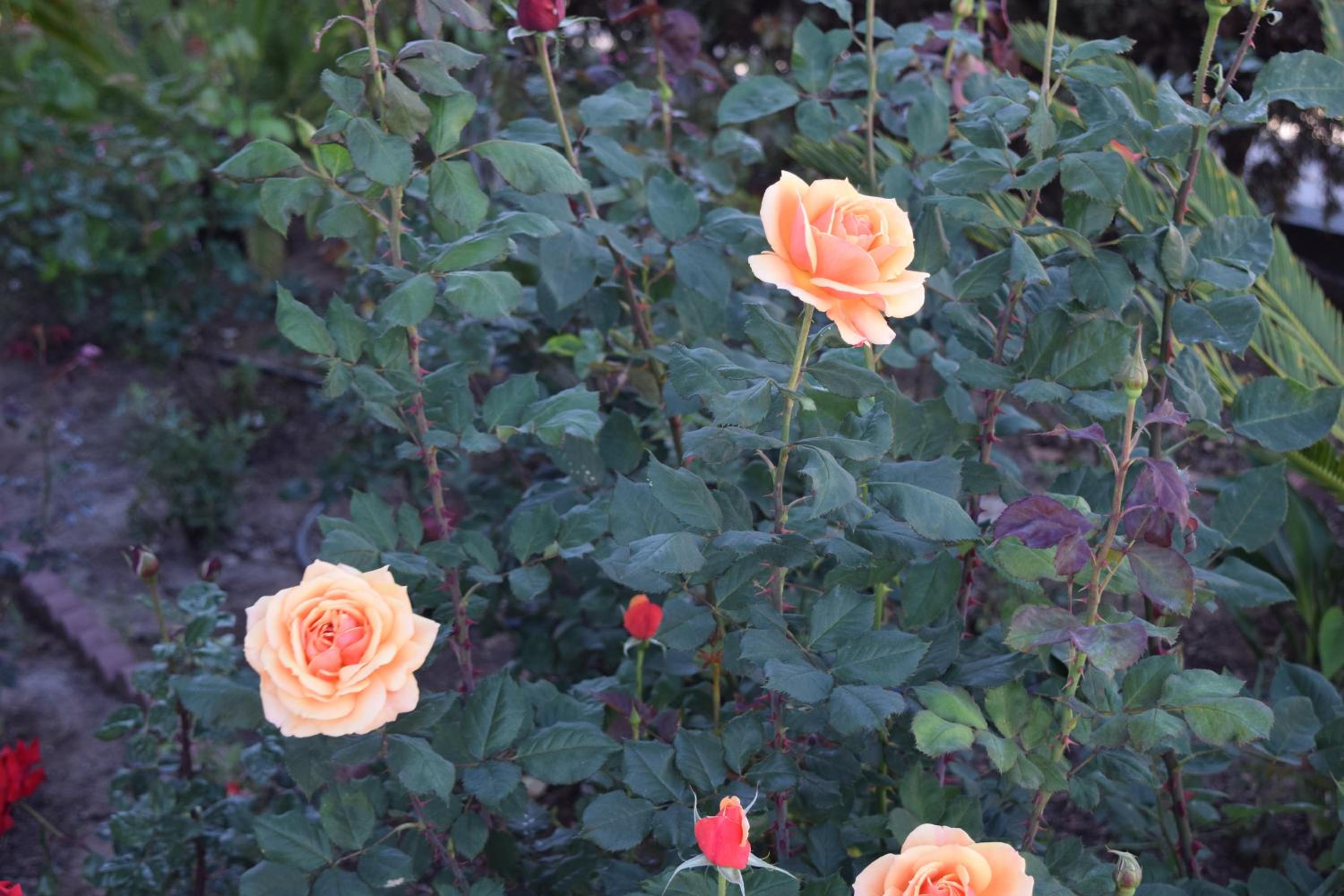 Rose Garden Inn