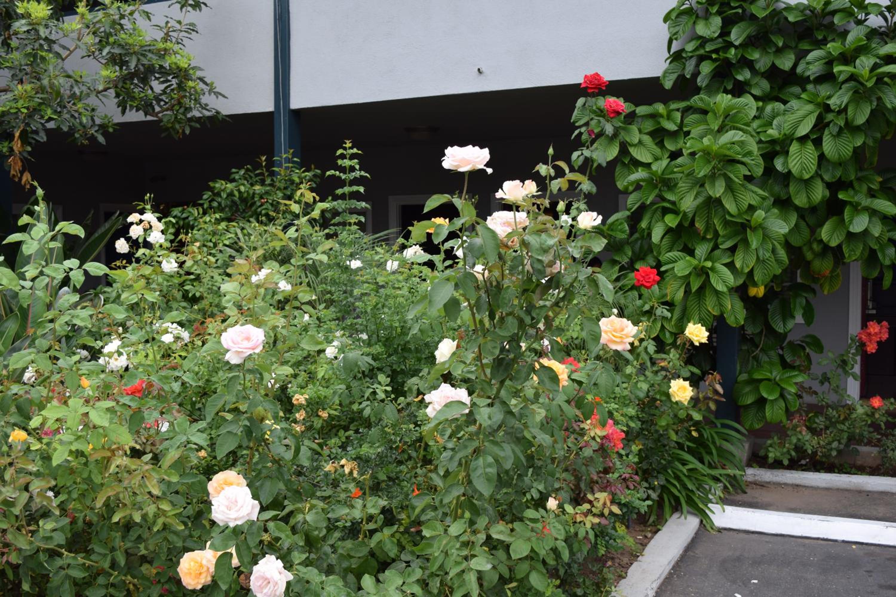 Rose Garden Inn