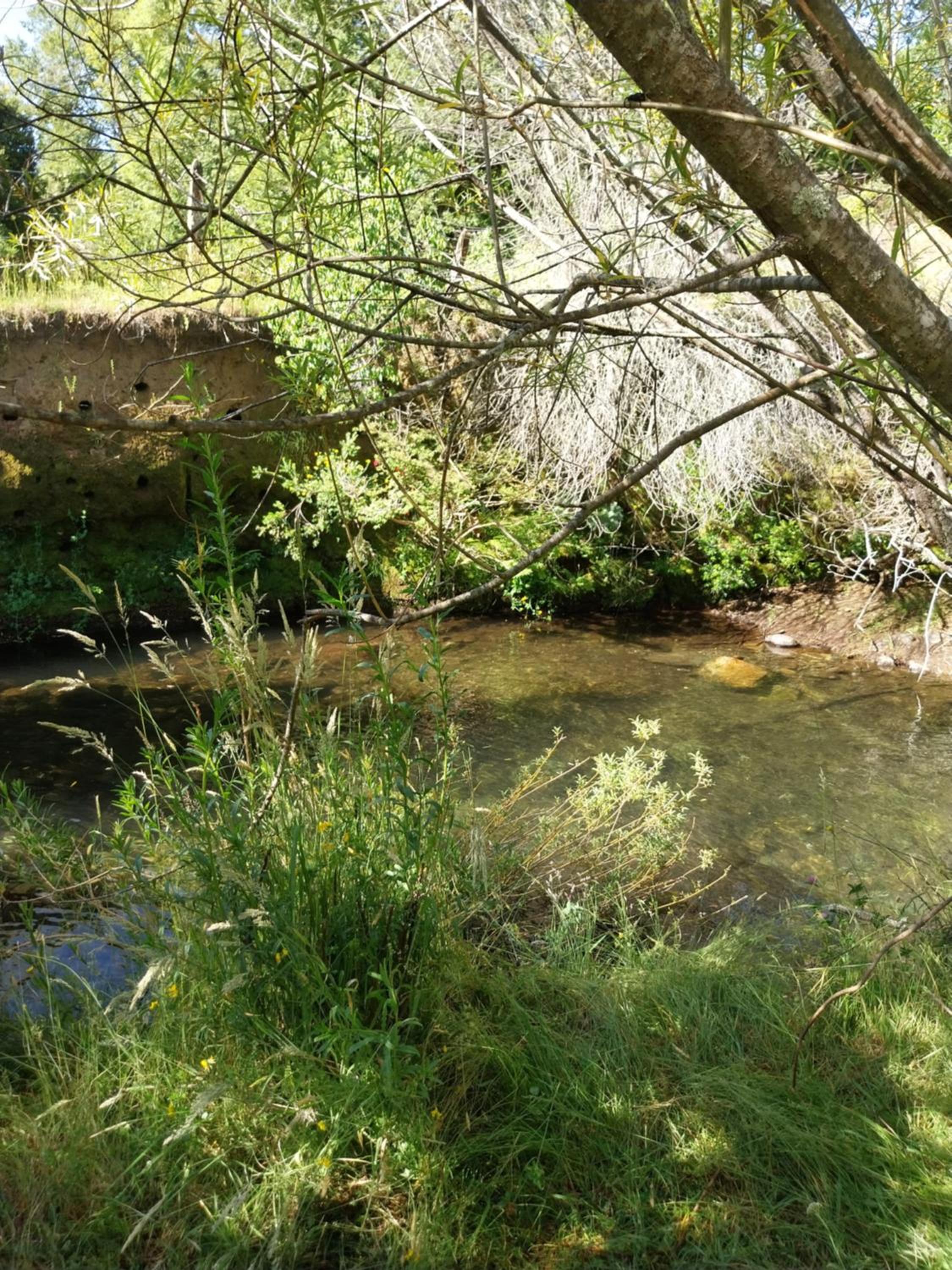 Cabaña entre el Conguillio y Corralco