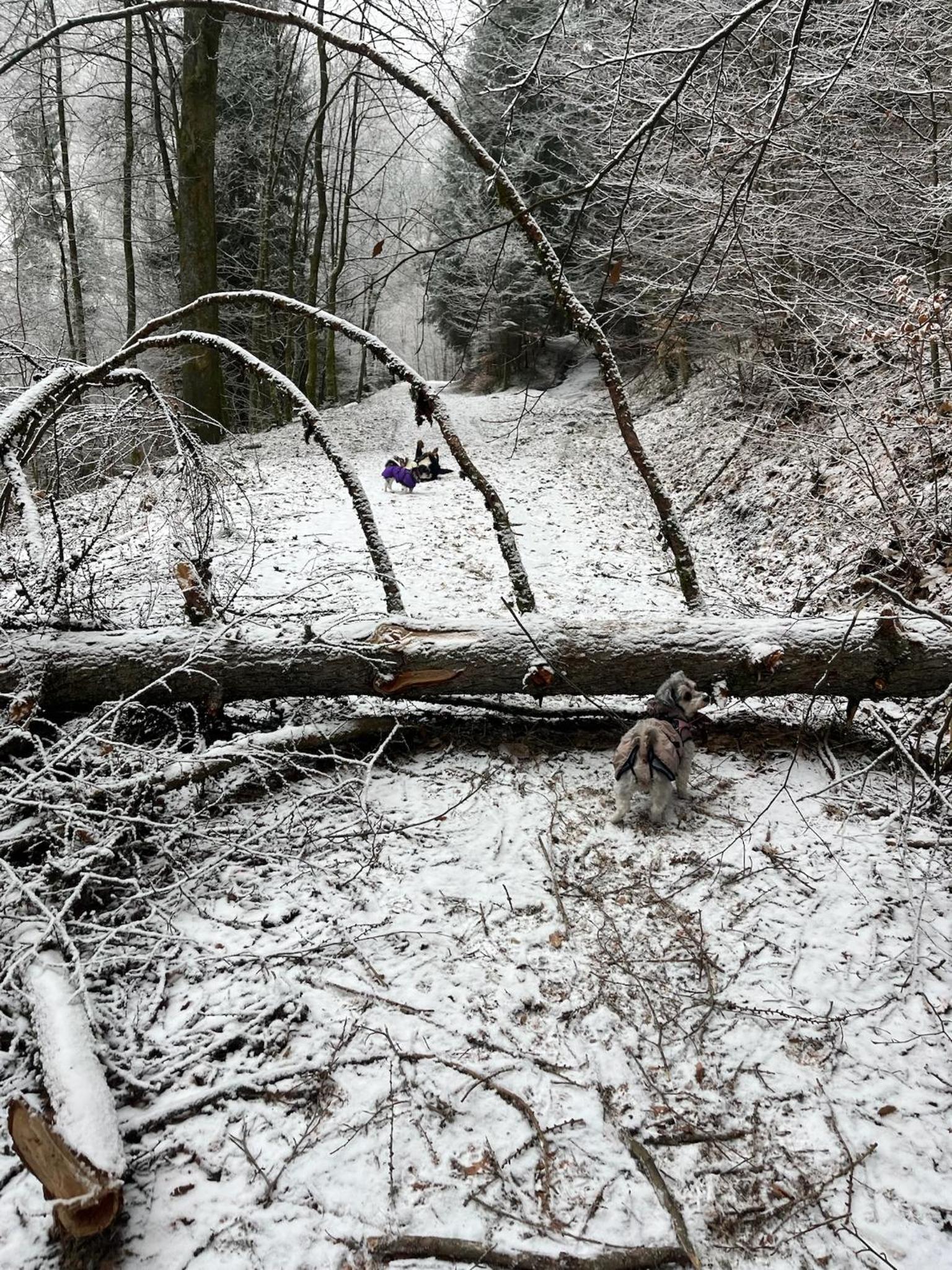 Ferienwohnung Vierländereck nahe Winterberg