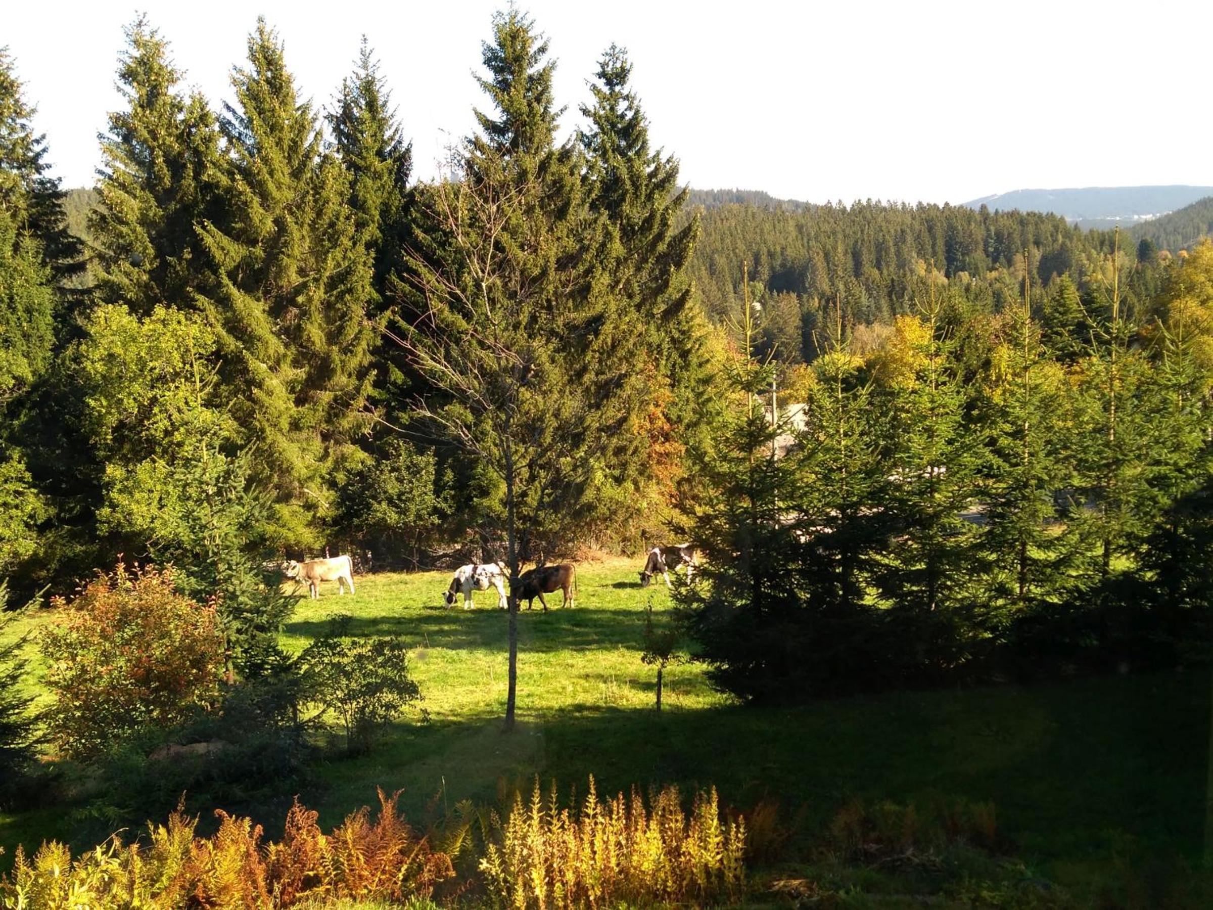 Haslehaus view 3