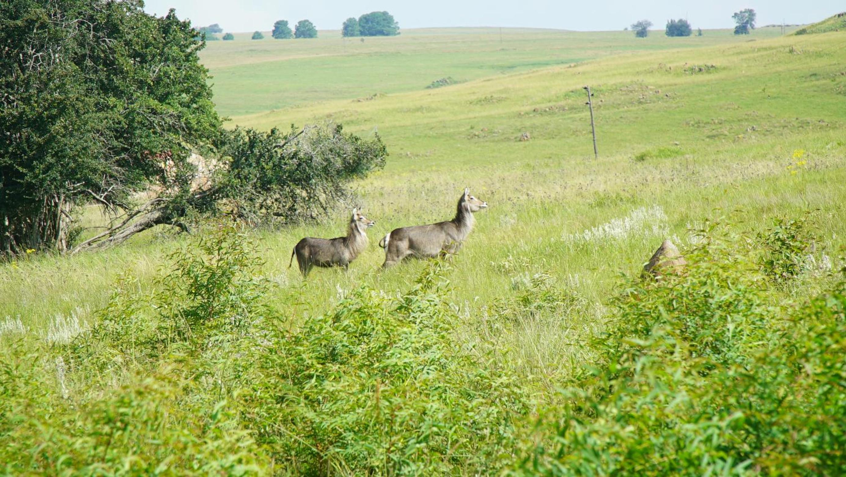 klipspruit oudekraal farmhouse