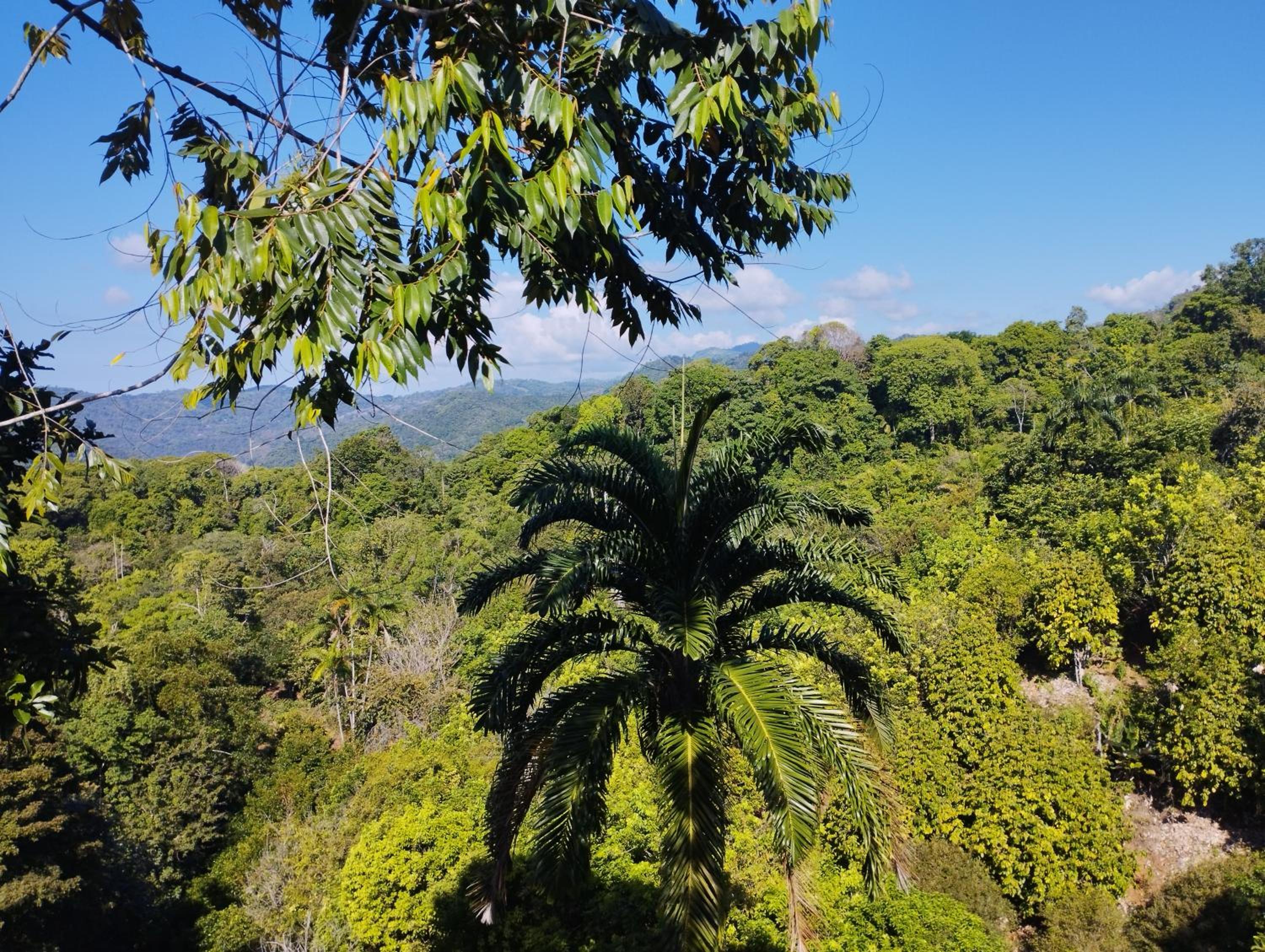Finca Makambu