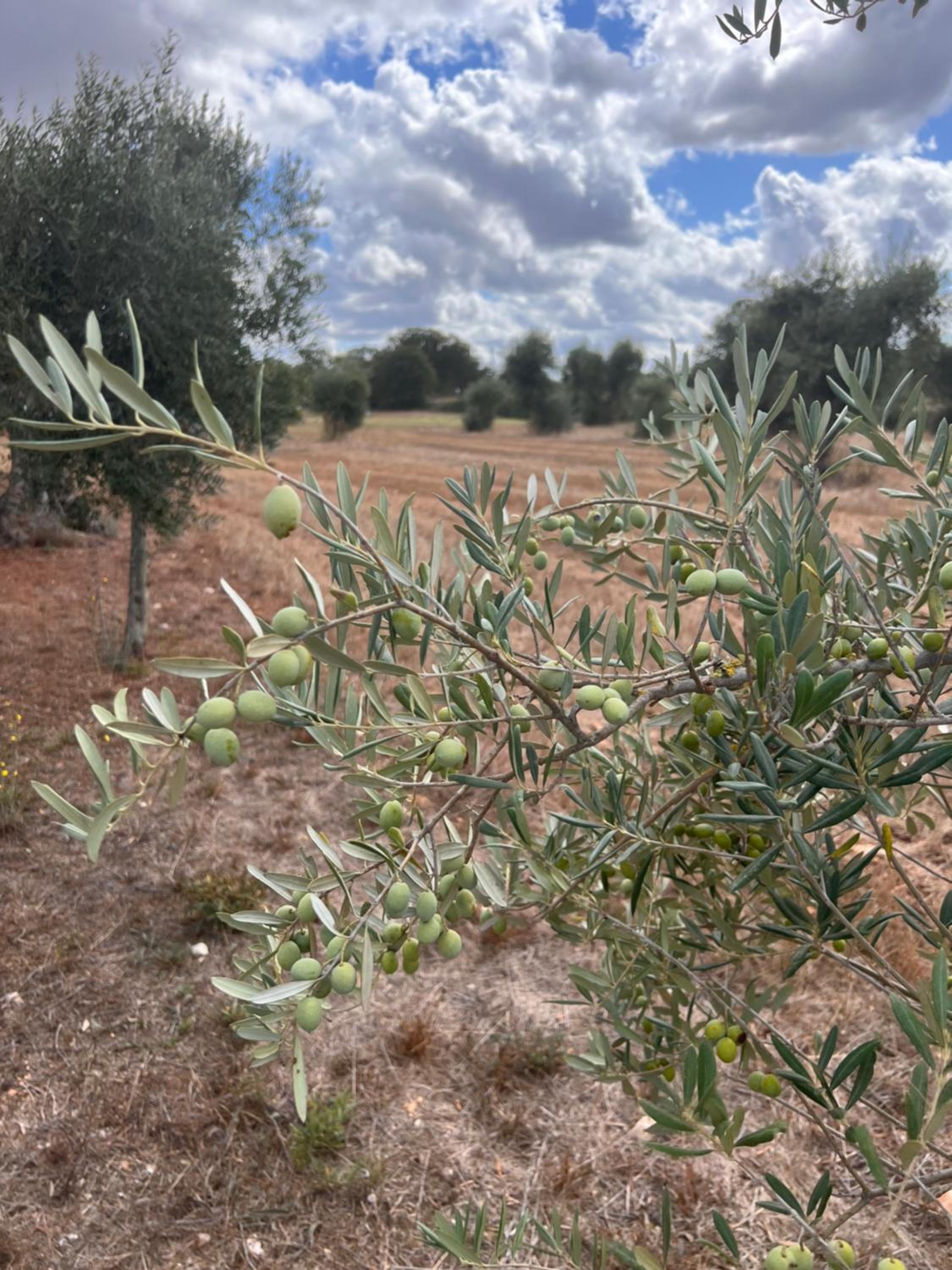Masseria Battaglini view 2