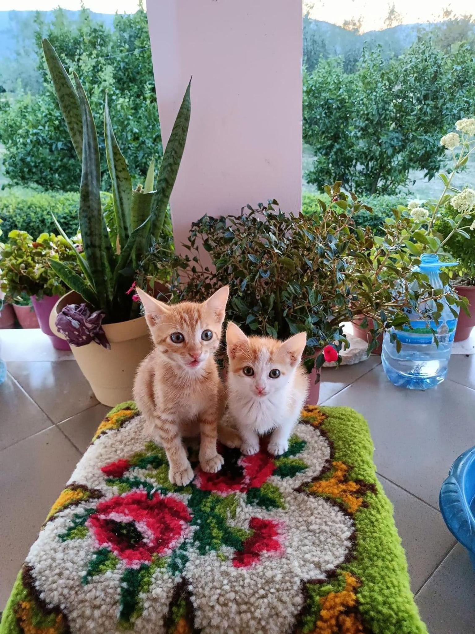 Guest house Fetie