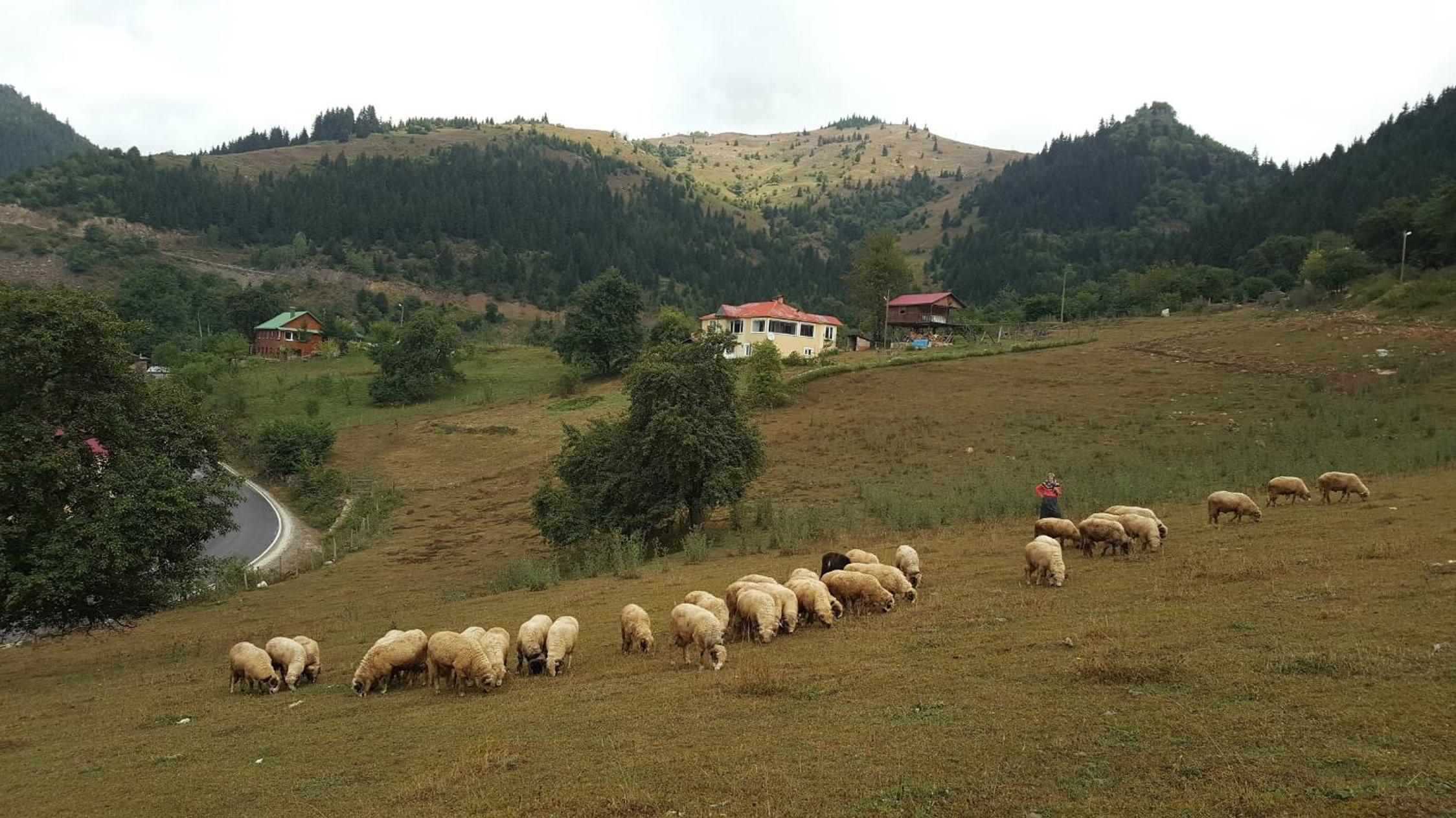 Süllü Dağ Evi
