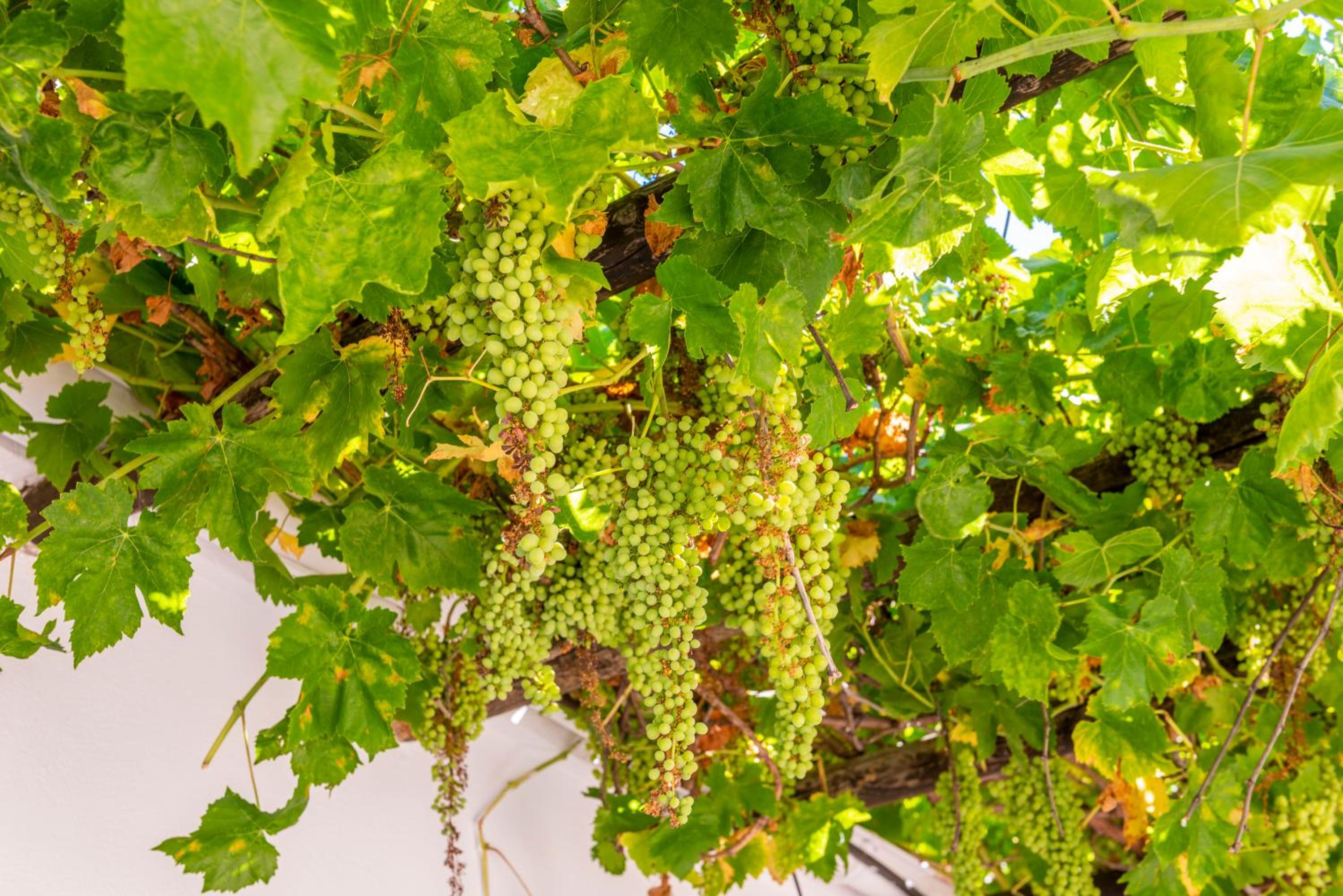 Huerta la Pimentada